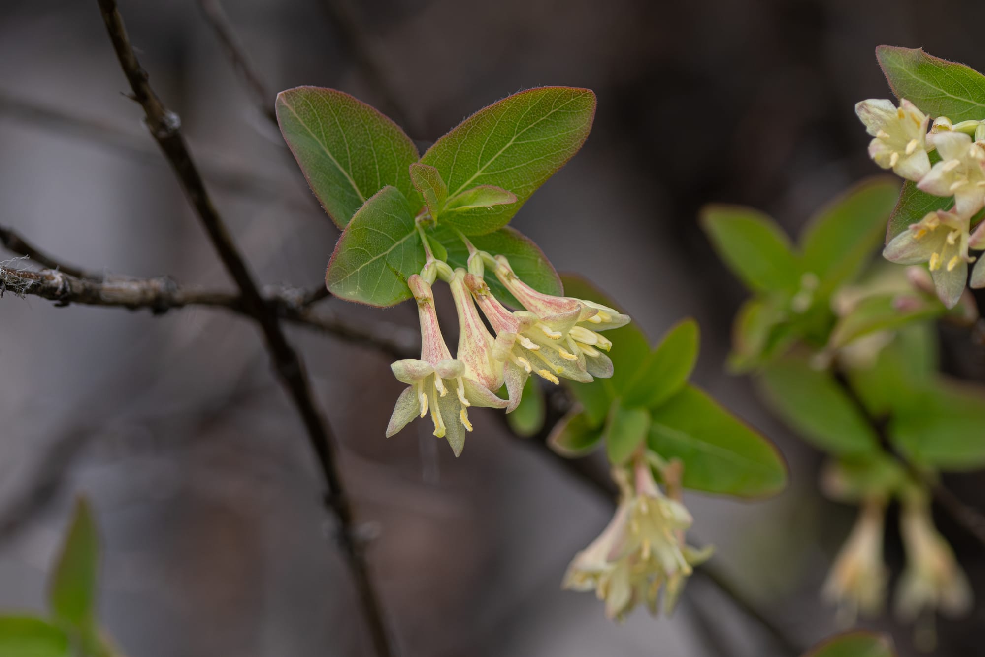 Utah honeysuckle
