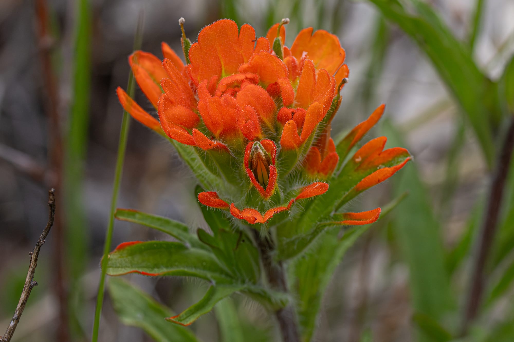 paintbrush