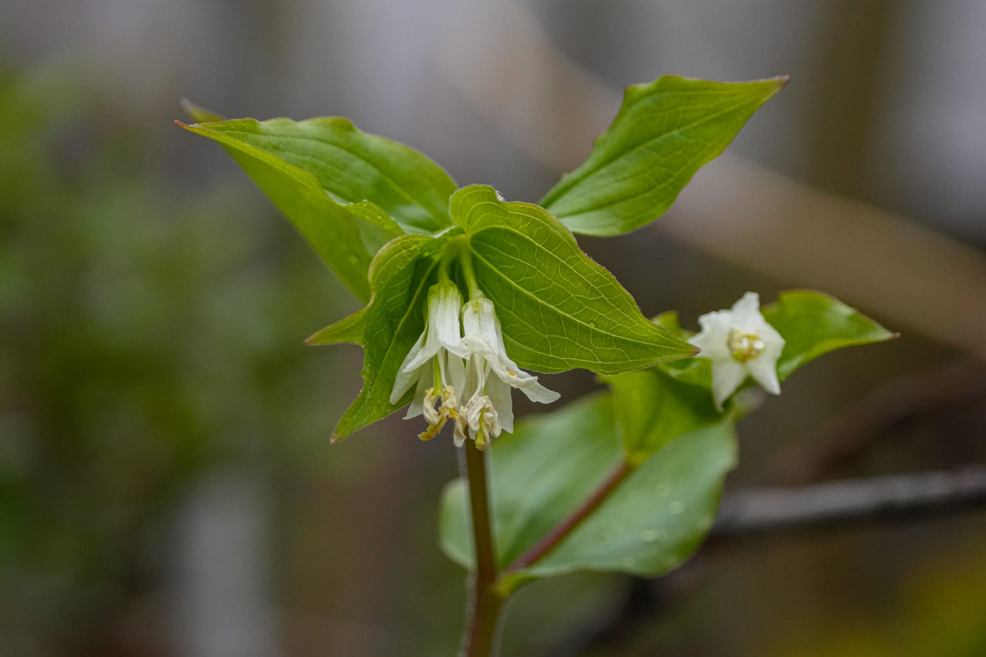 fairy bells