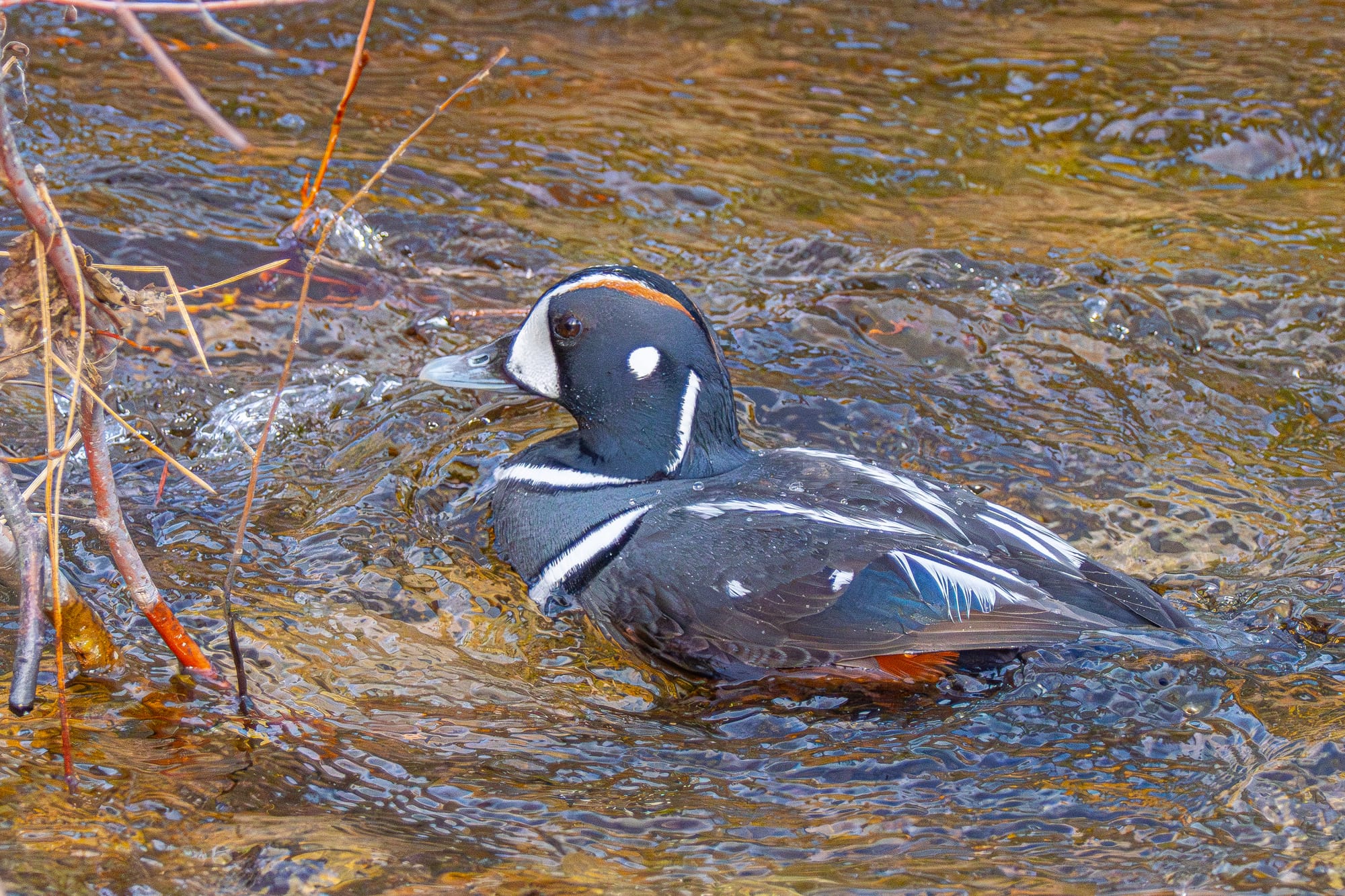 male harlequin duck