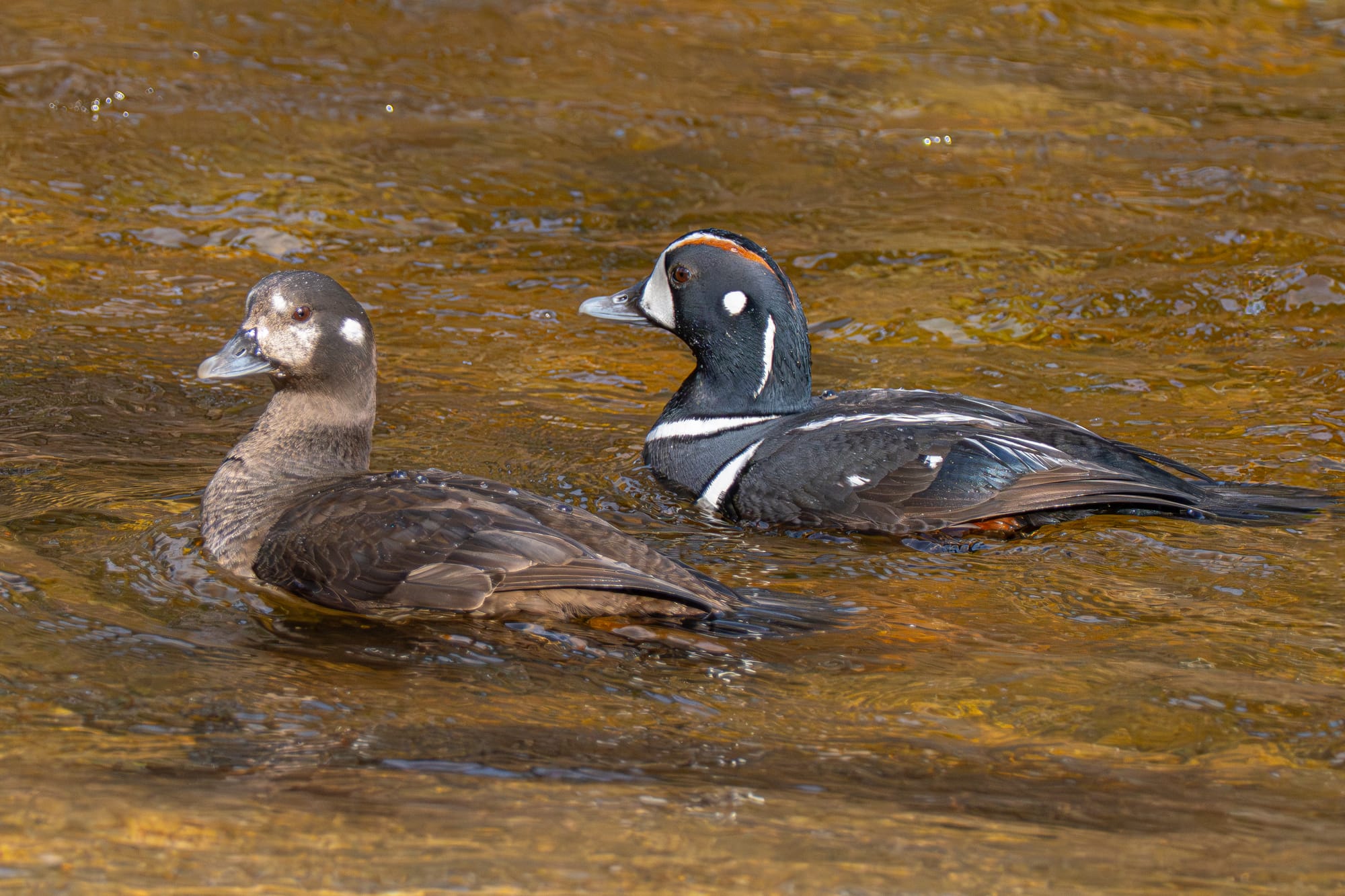 Harlequin ducks
