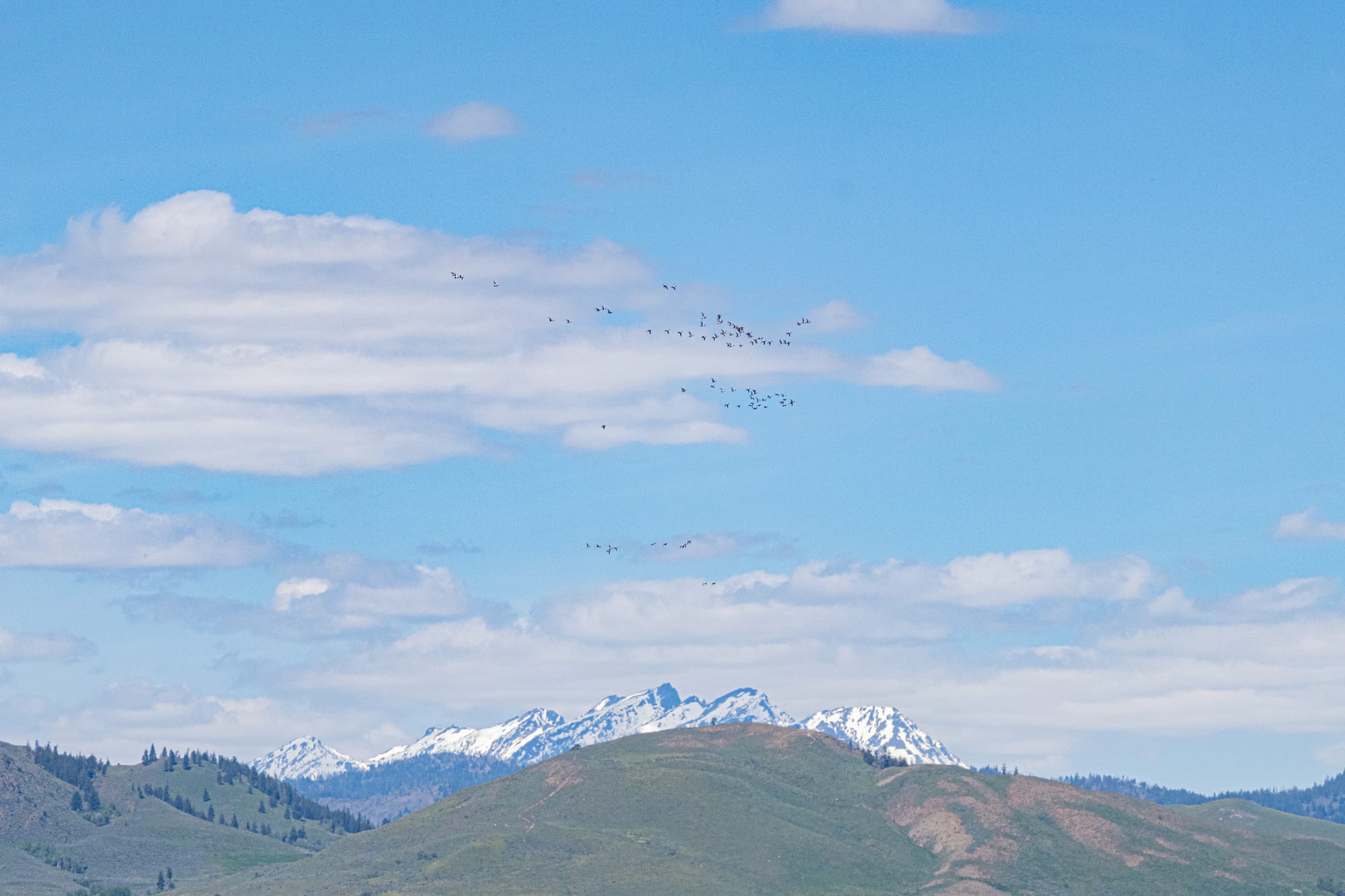 migrating ducks
