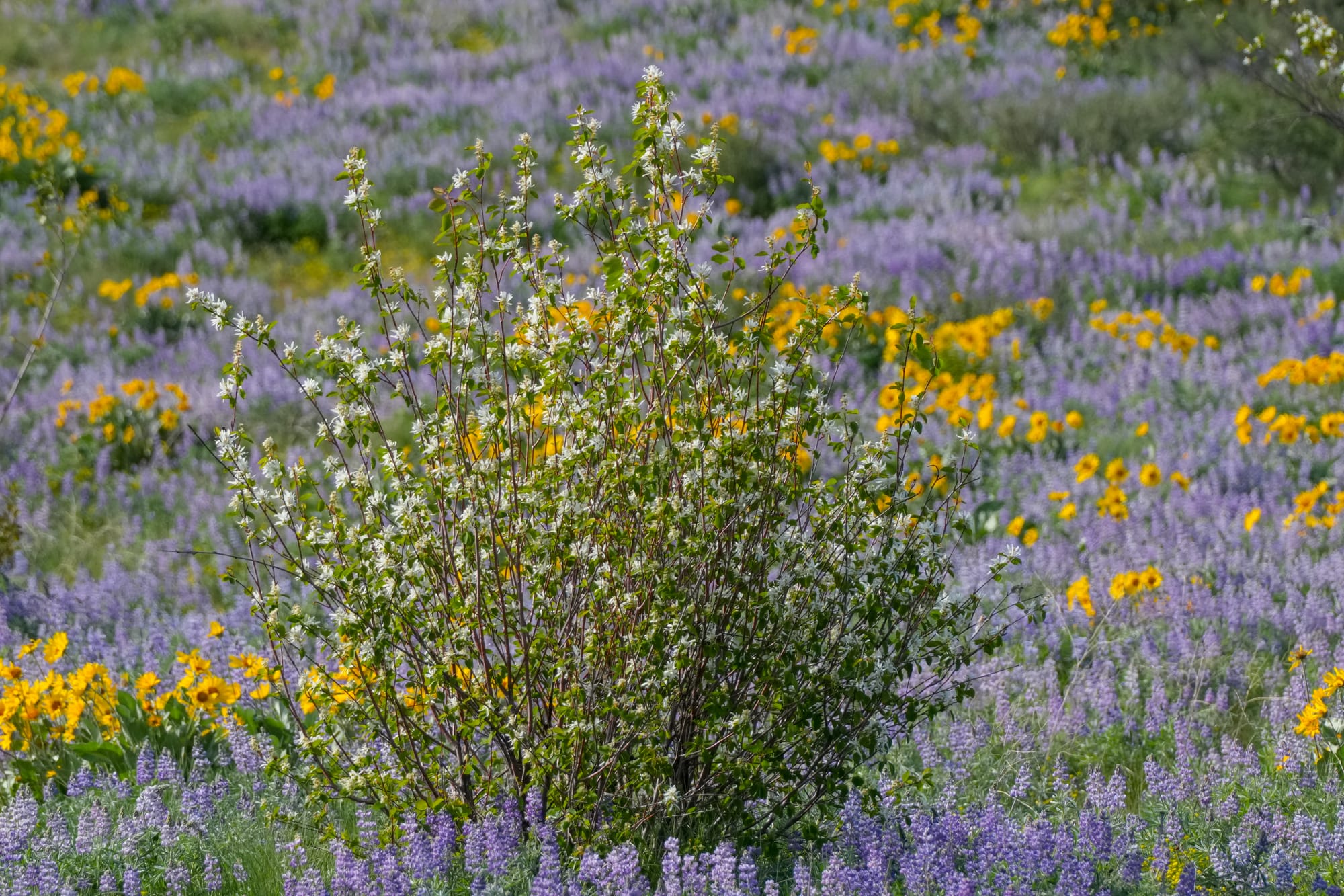 spring flowers