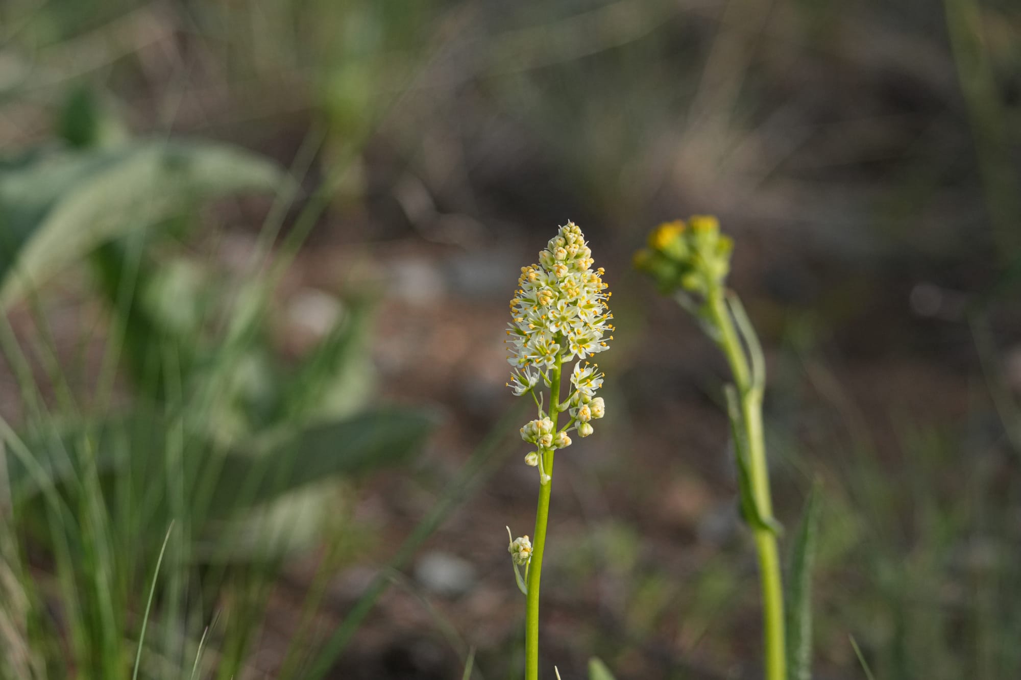 death camas