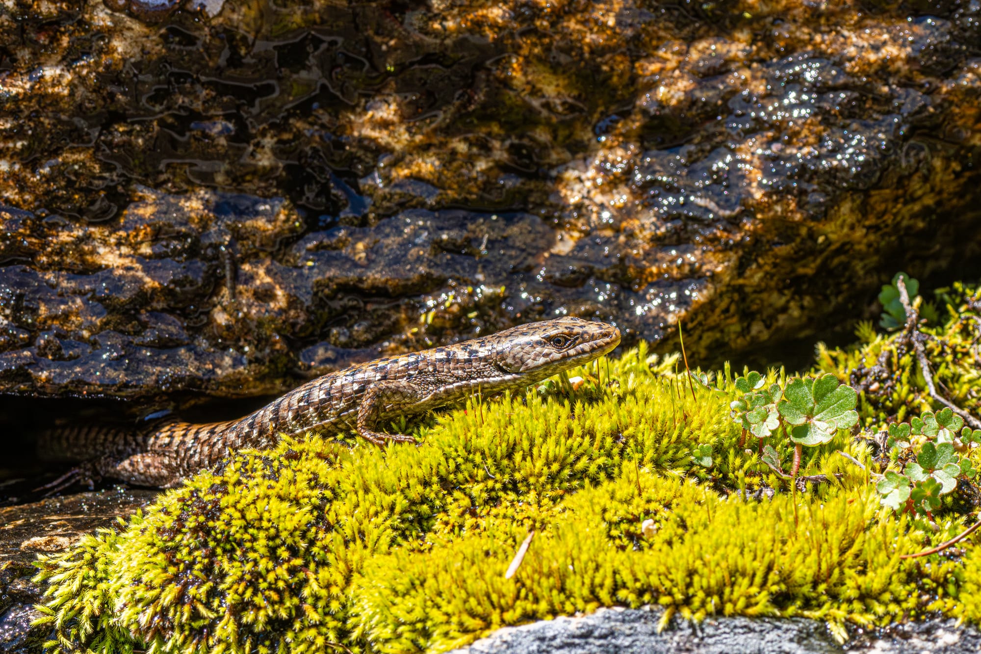 northern alligator lizard