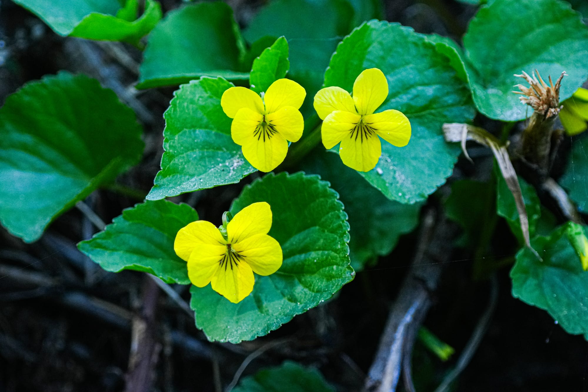 violet flowers