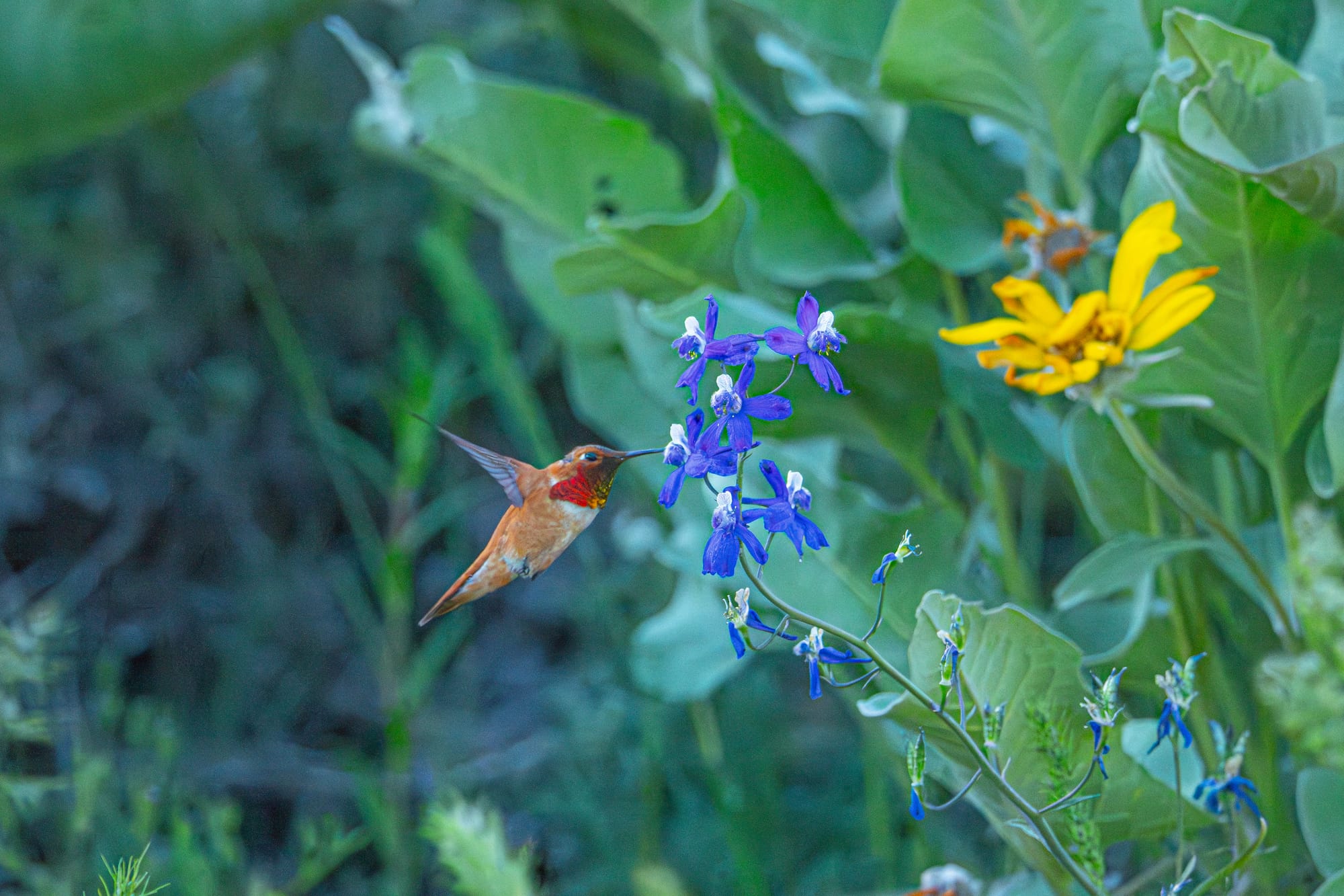 rufous hummingbird