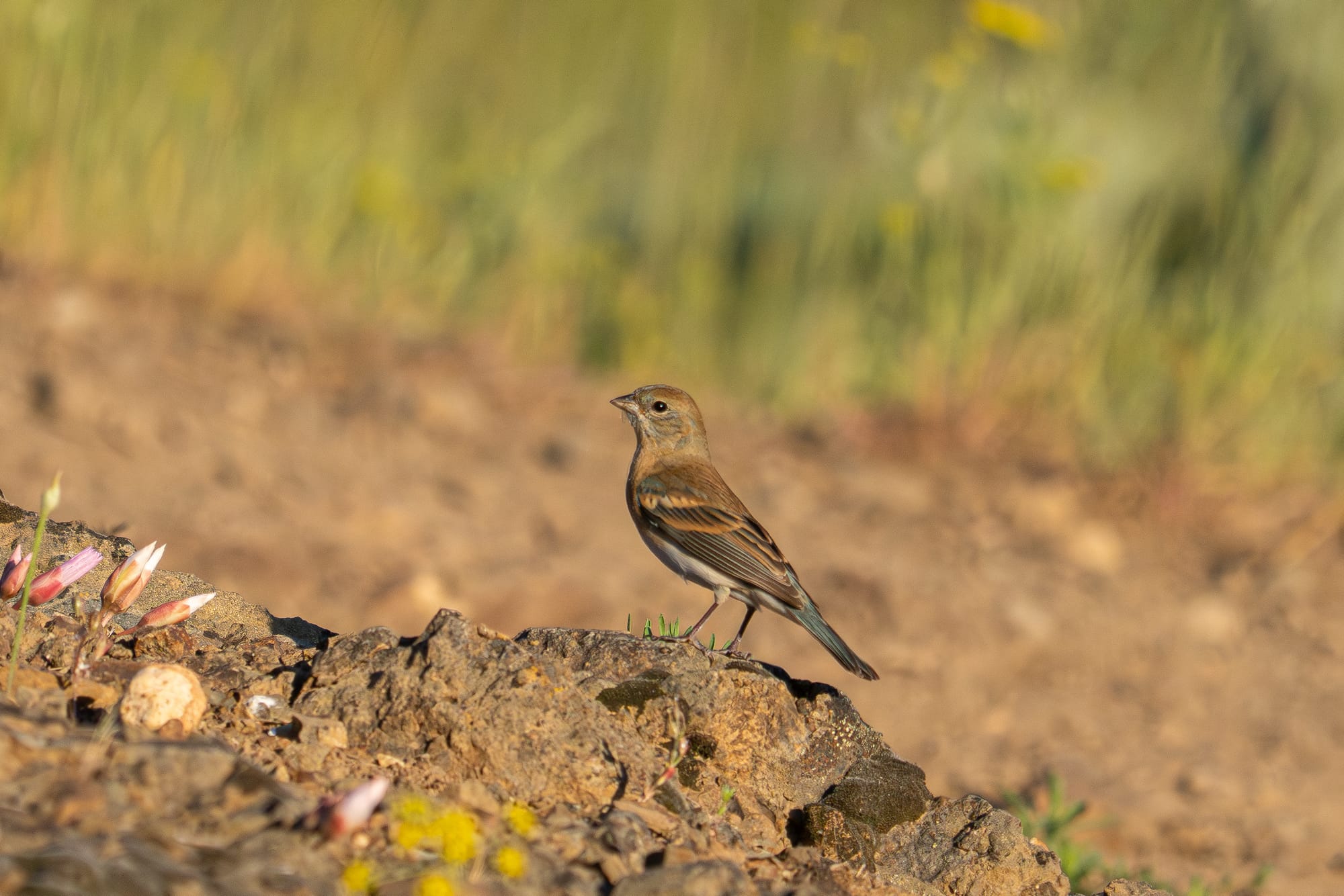 female lazuli bunting
