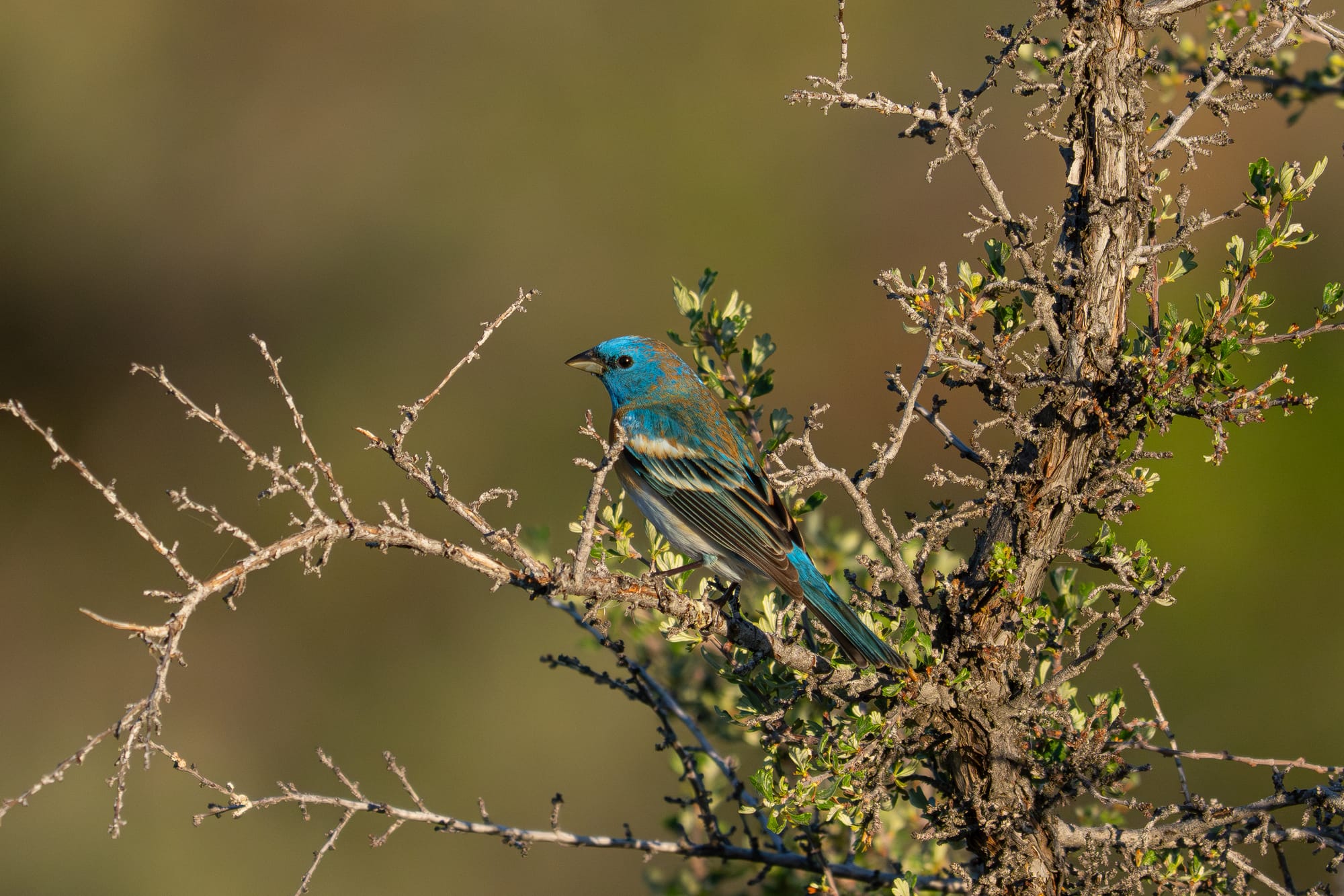 male lazuli bunting