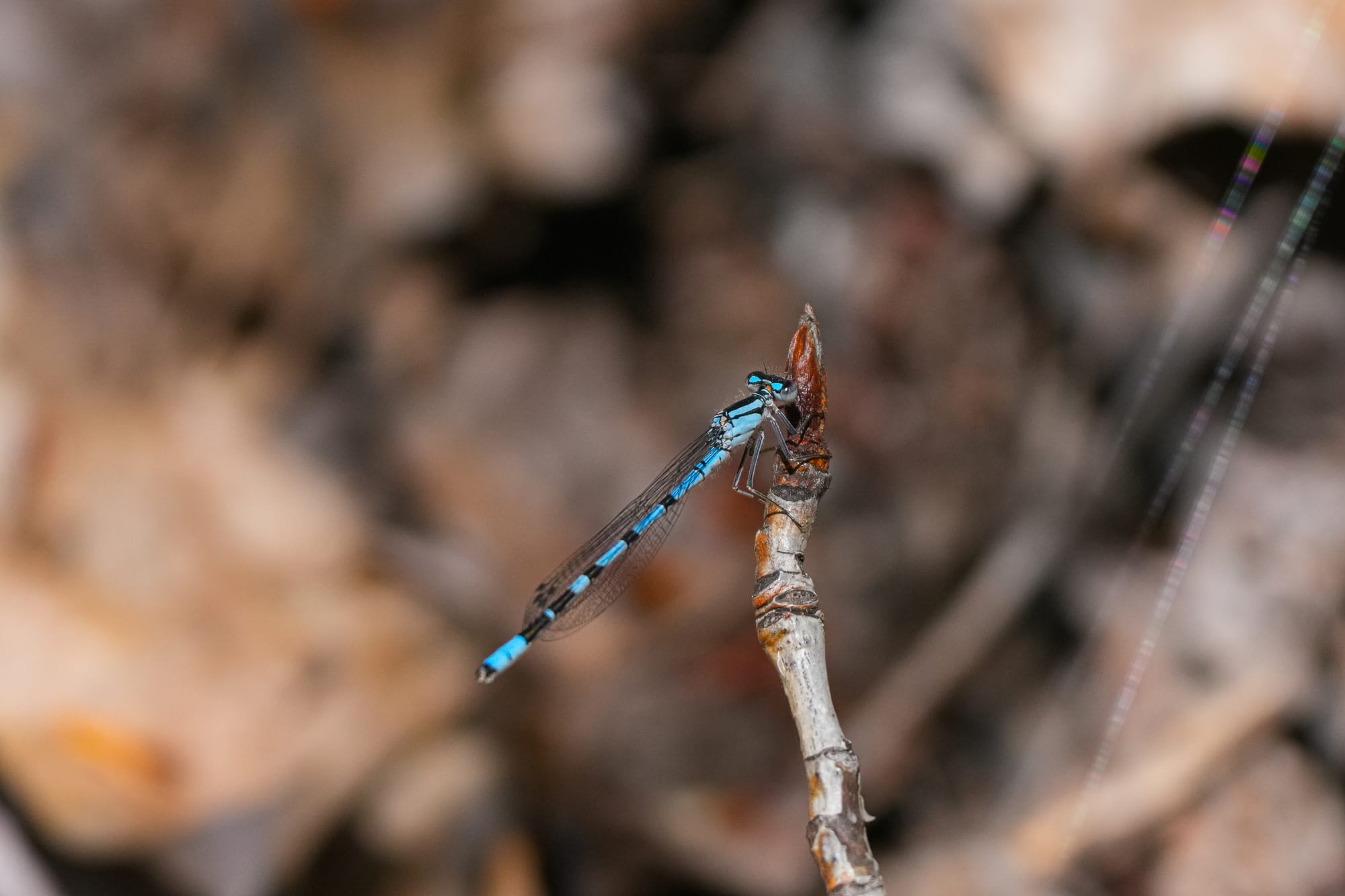 damselfly