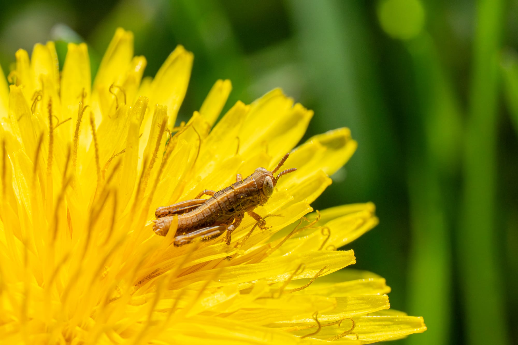 baby grasshopper