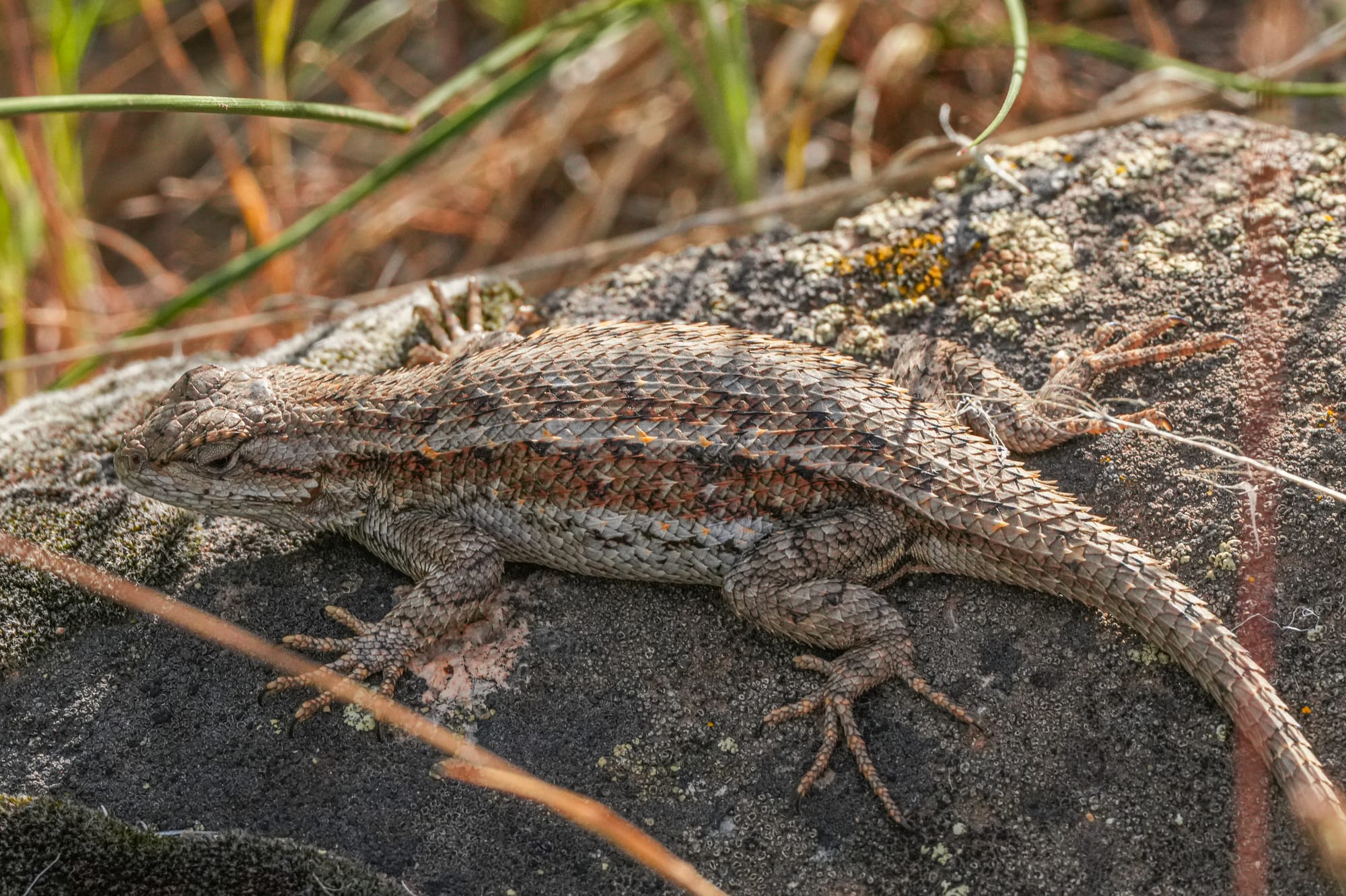 female fence lizard