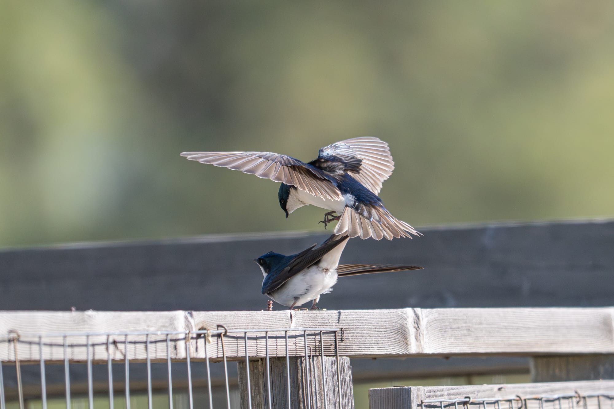 tree swallows