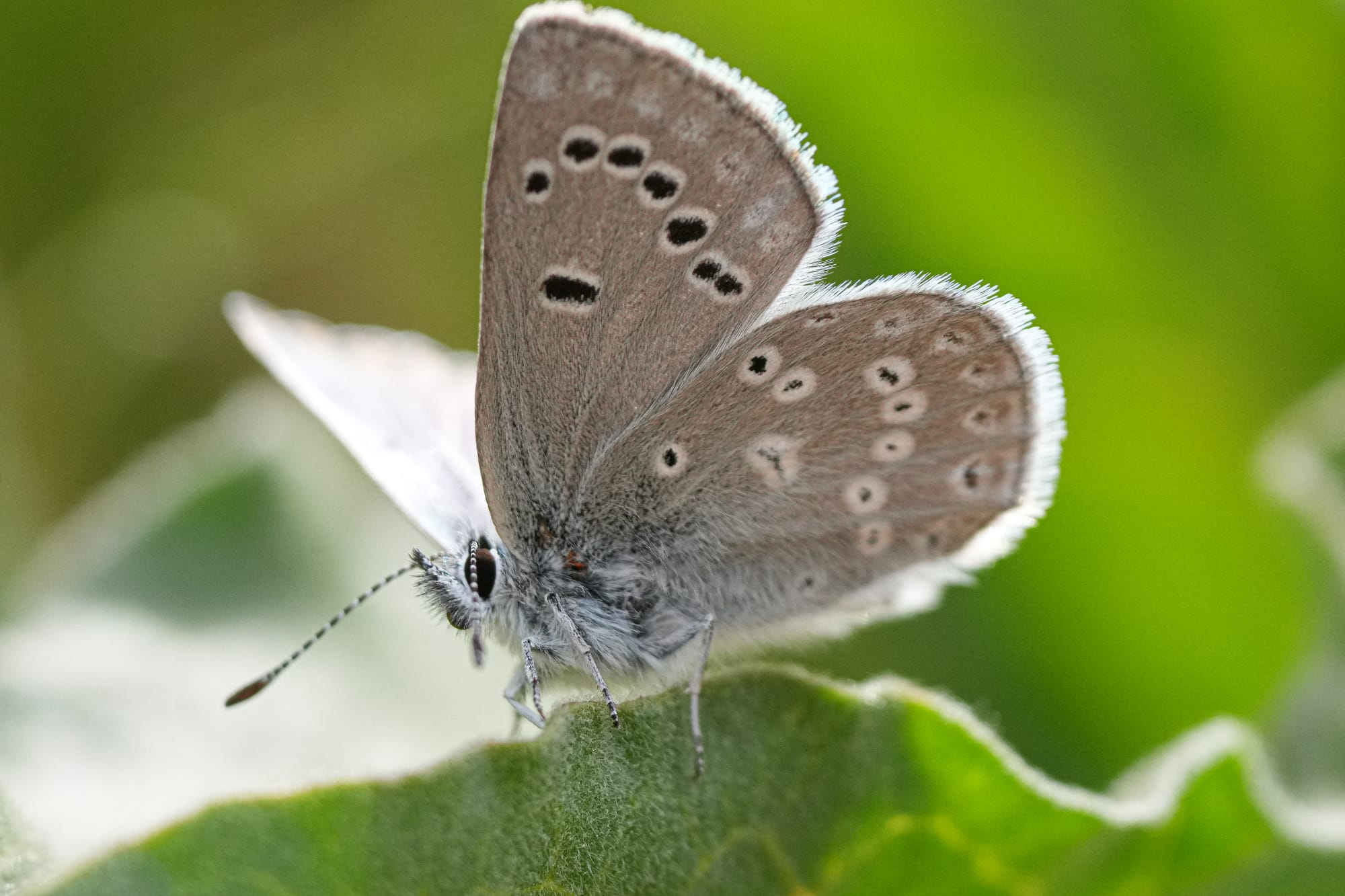 Boisduval's blue
