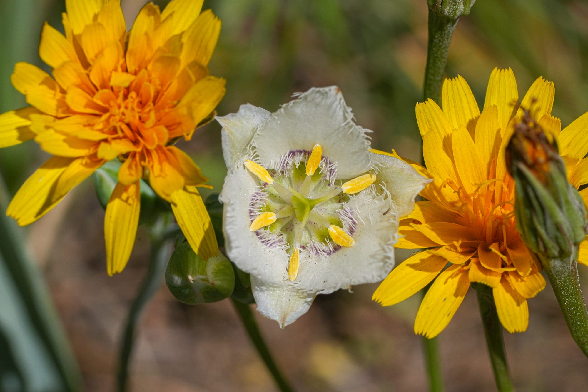 mariposa lily