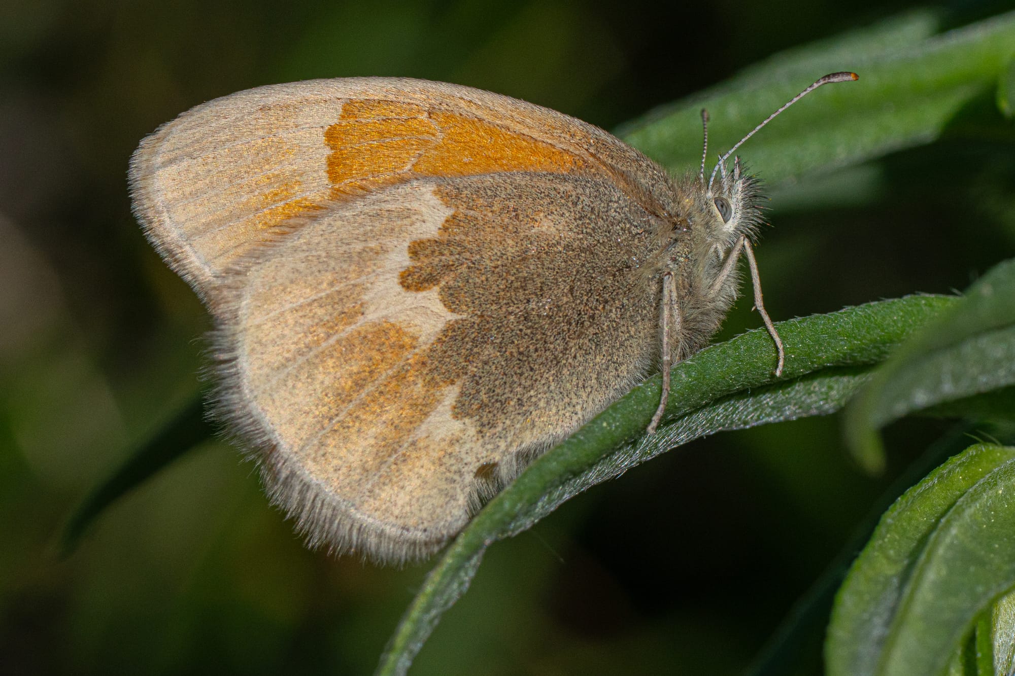 ochre ringlet