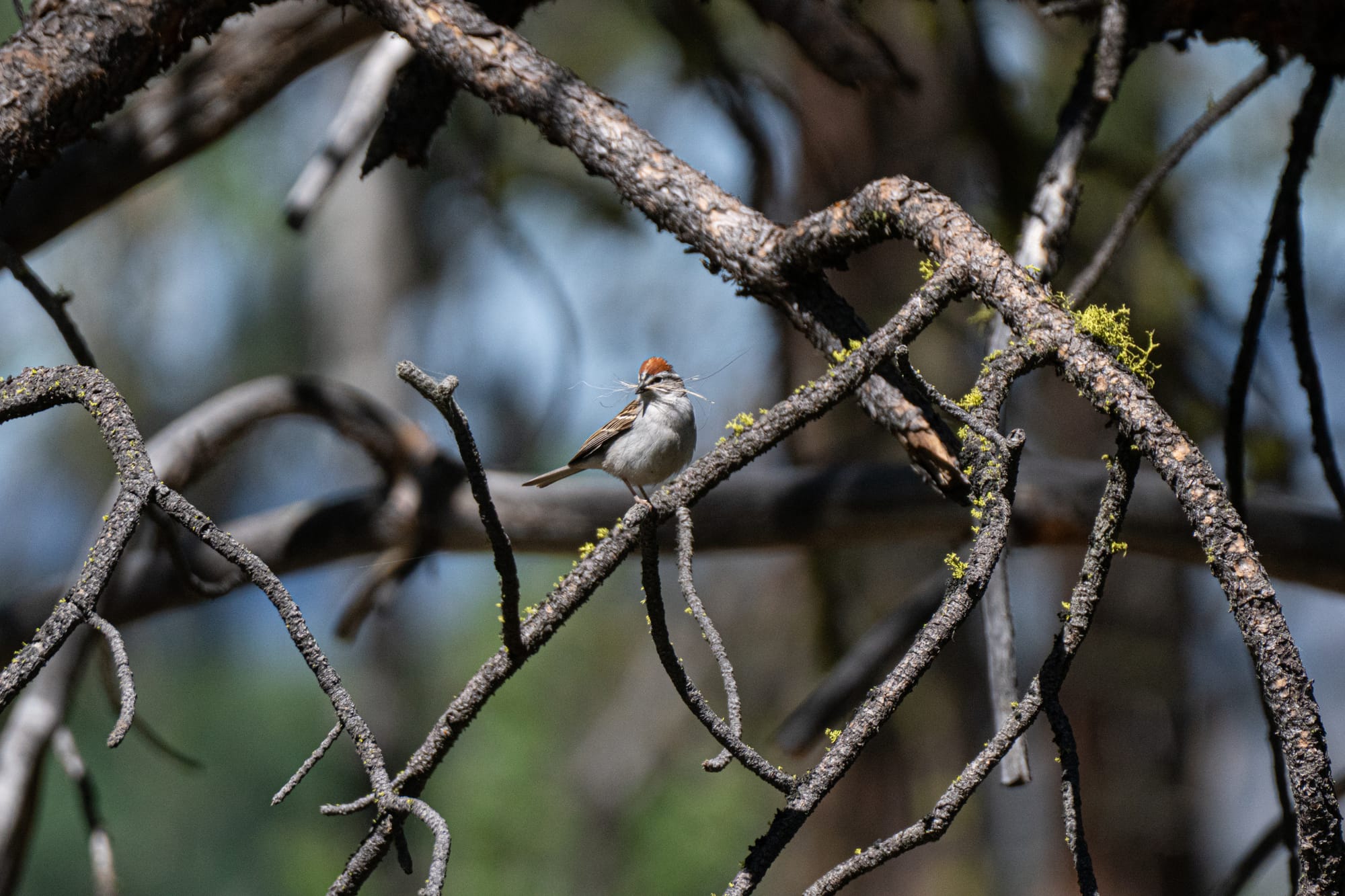 chipping sparrow