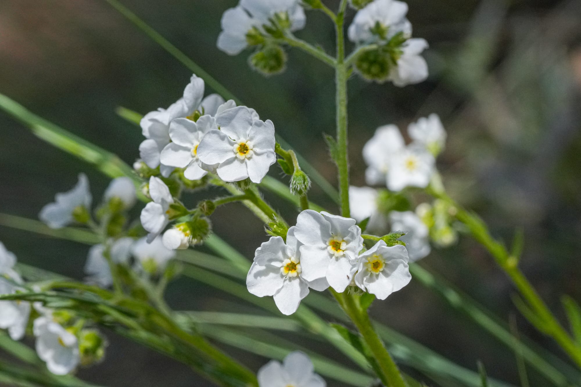 sagebrush stickseed