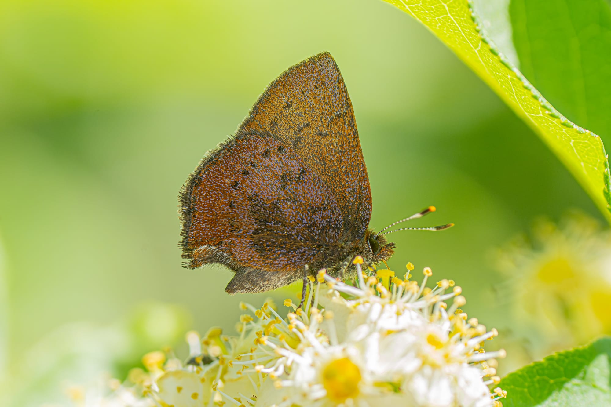 brown elfin