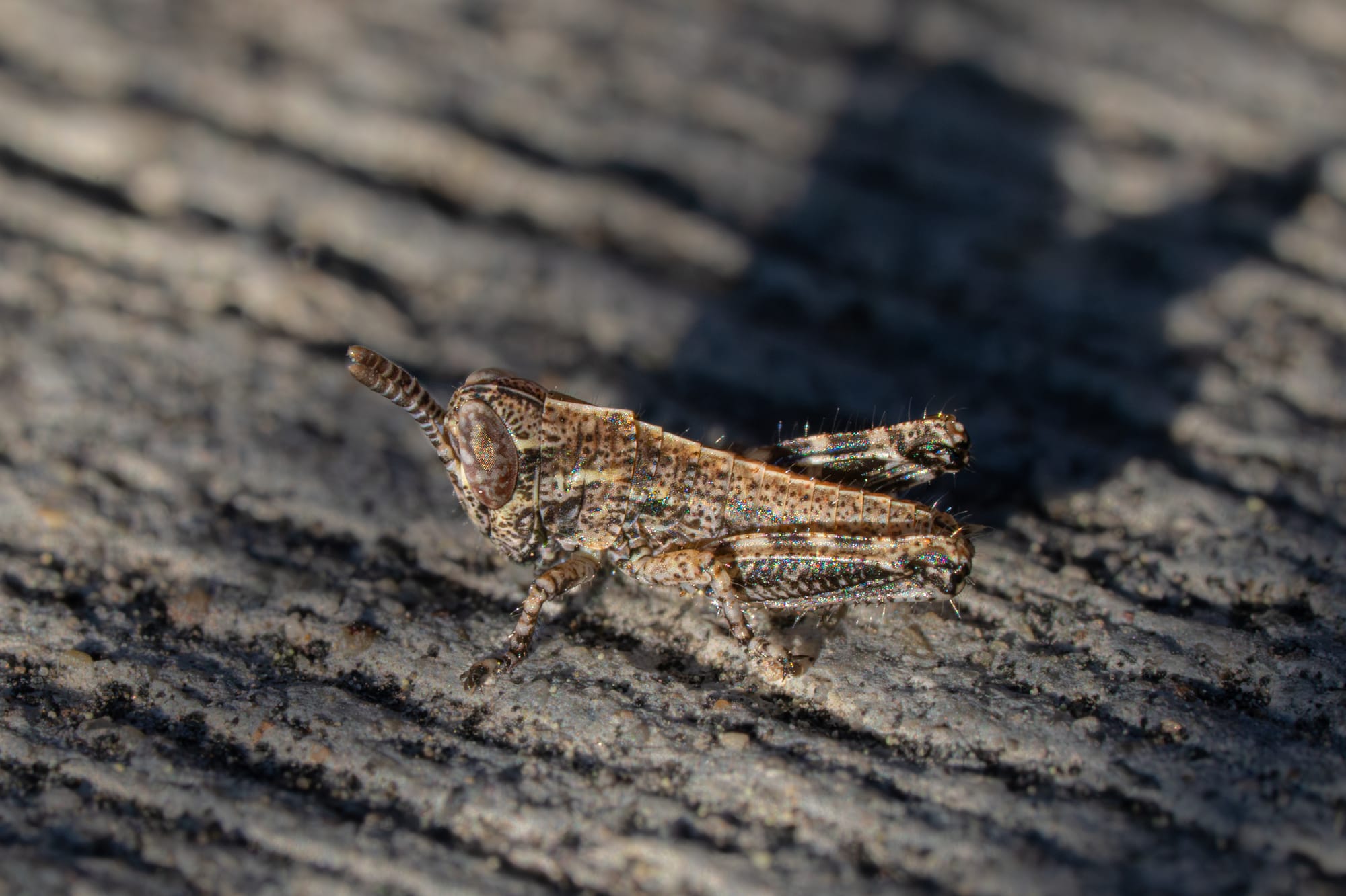 tiny grasshopper