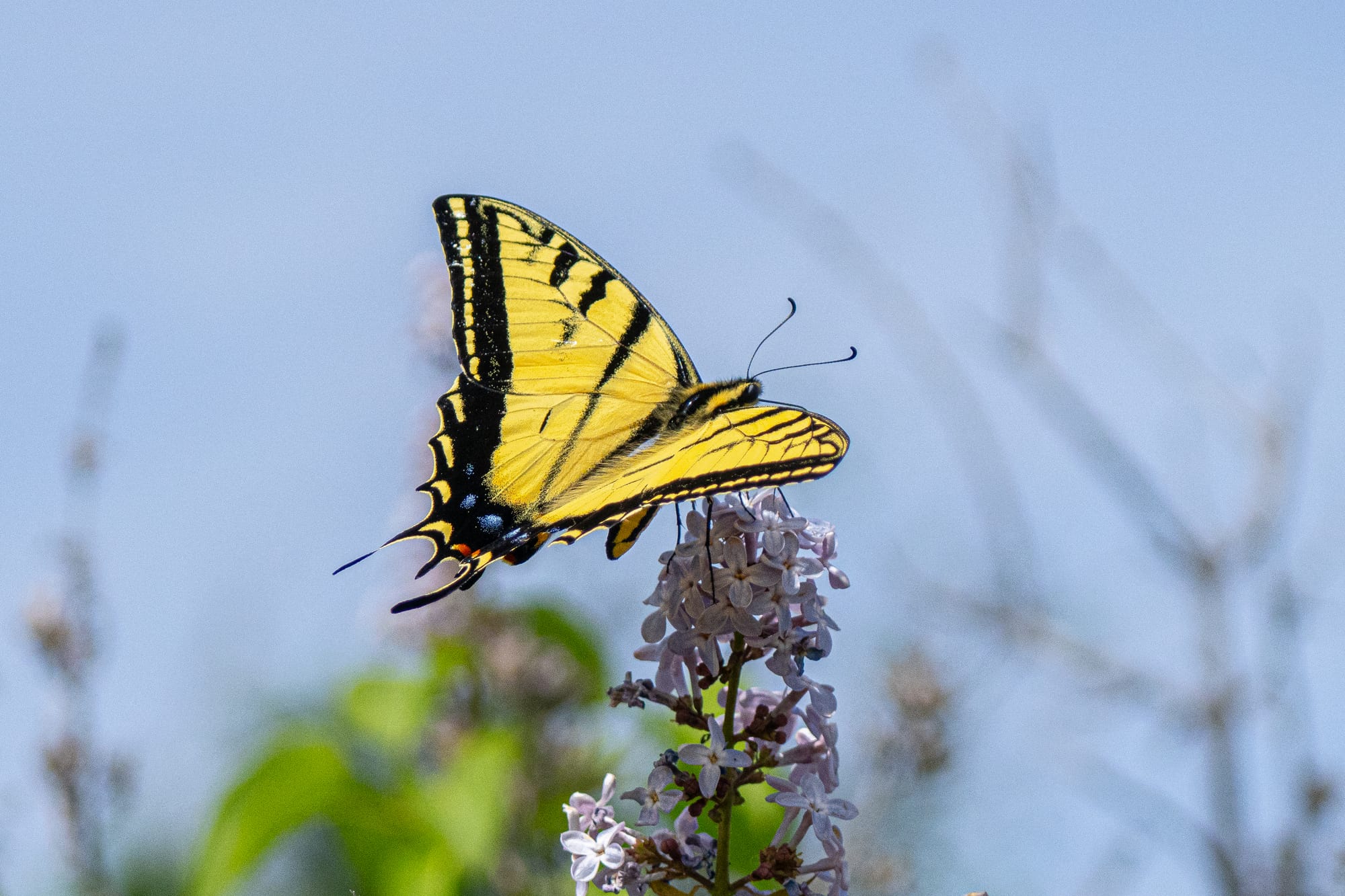 western tiger swallowtail