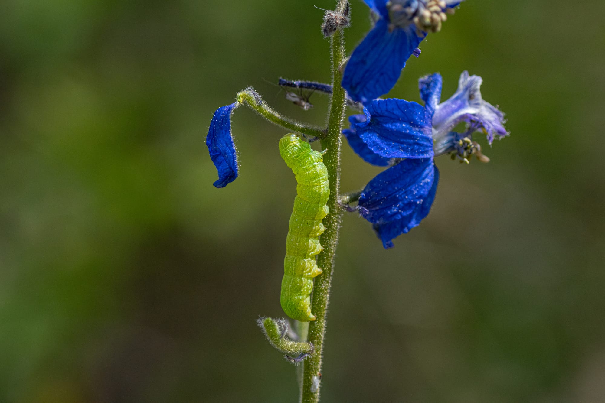 caterpillar on larkspur
