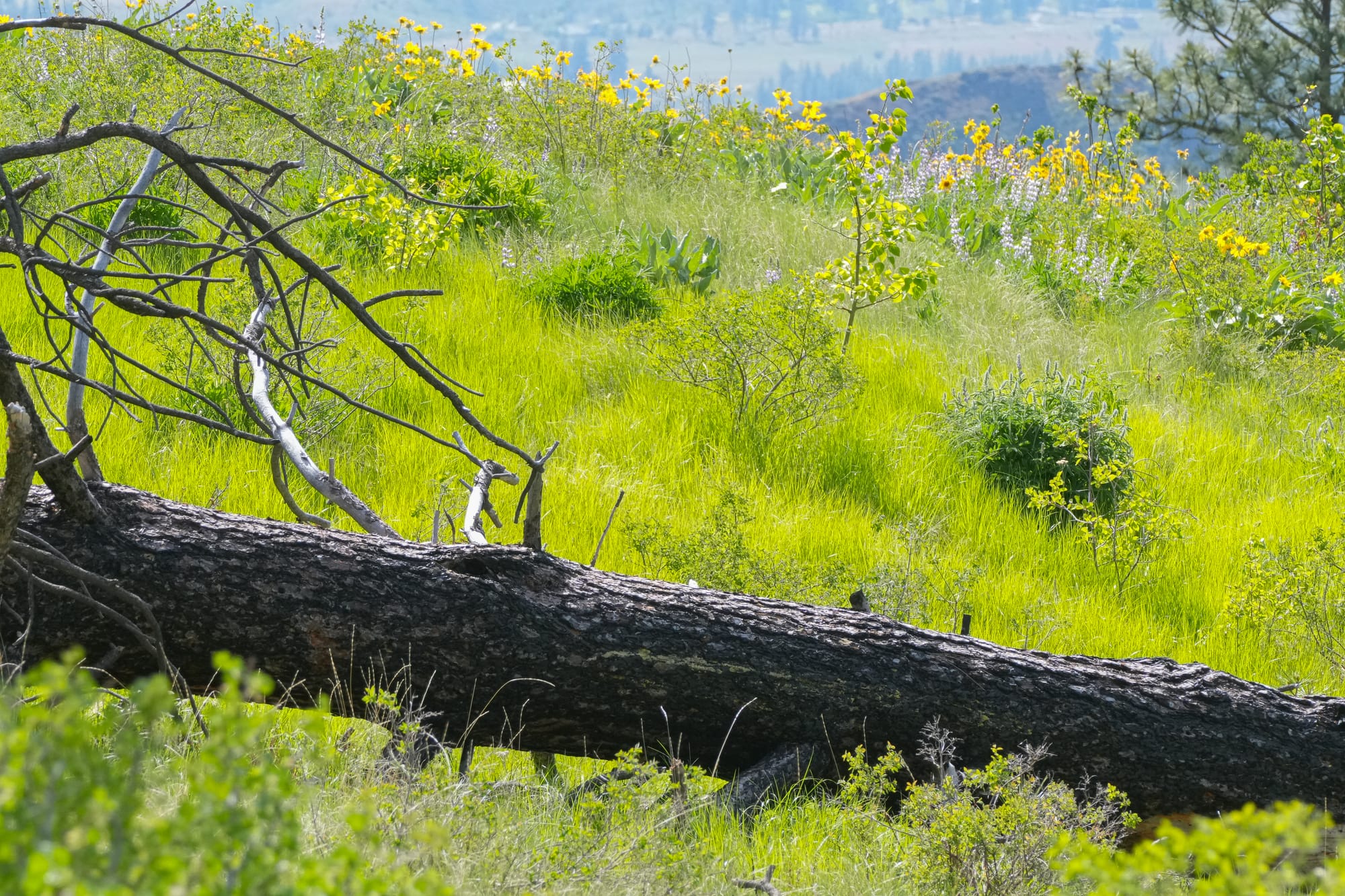 green meadow