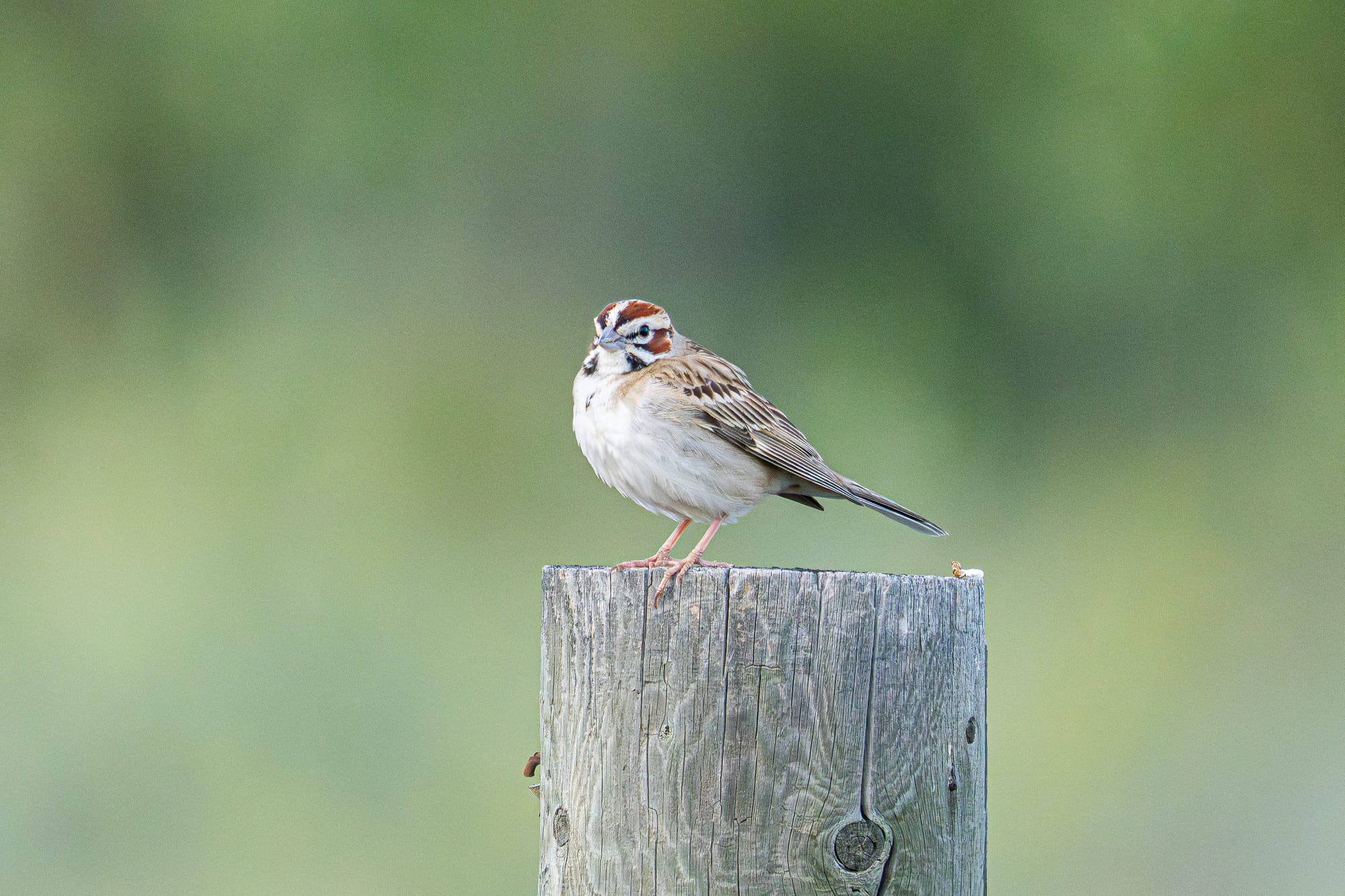 lark sparrow