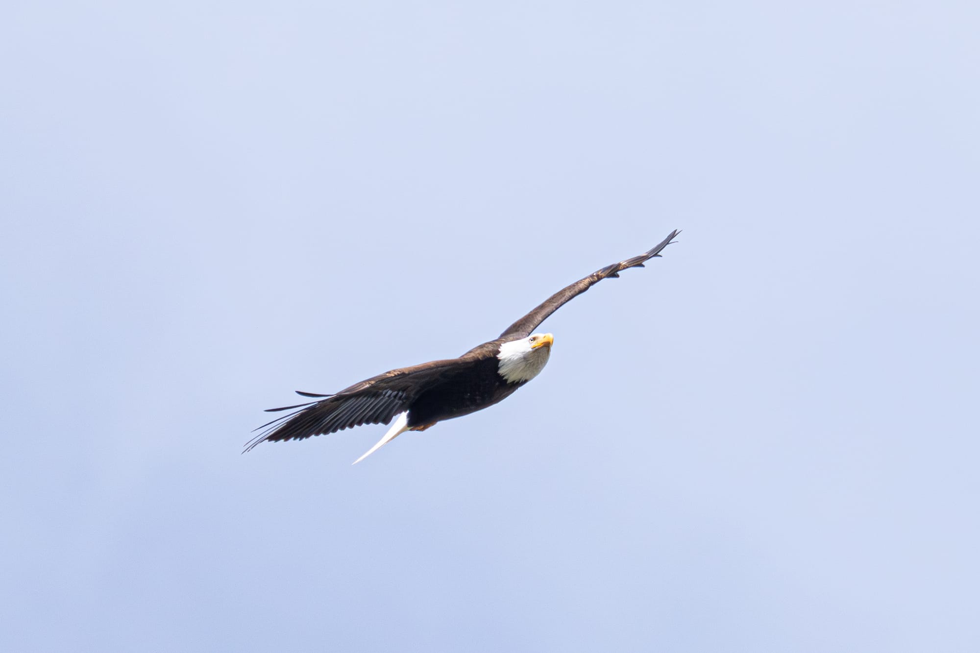bald eagle