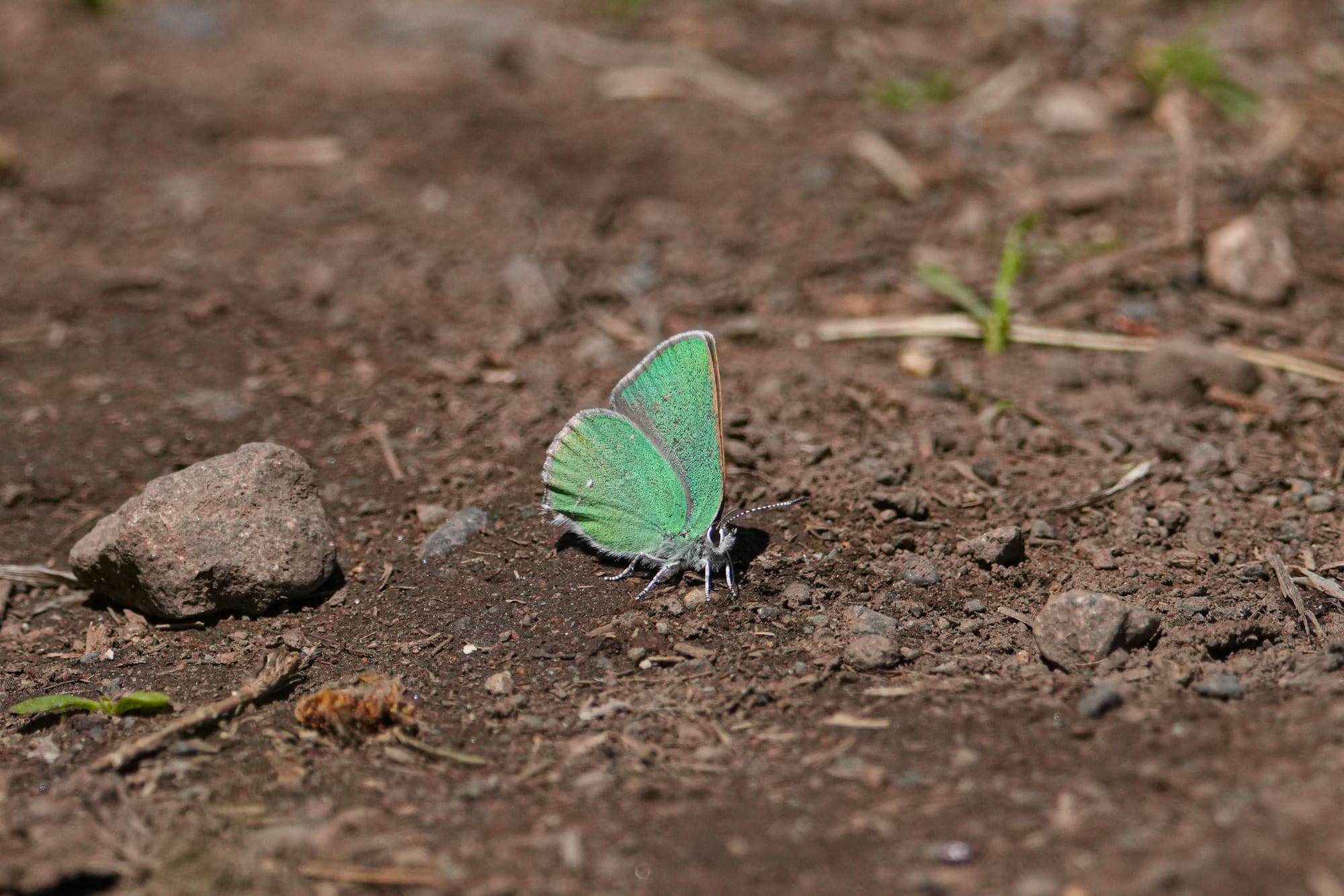 western green hairstreak