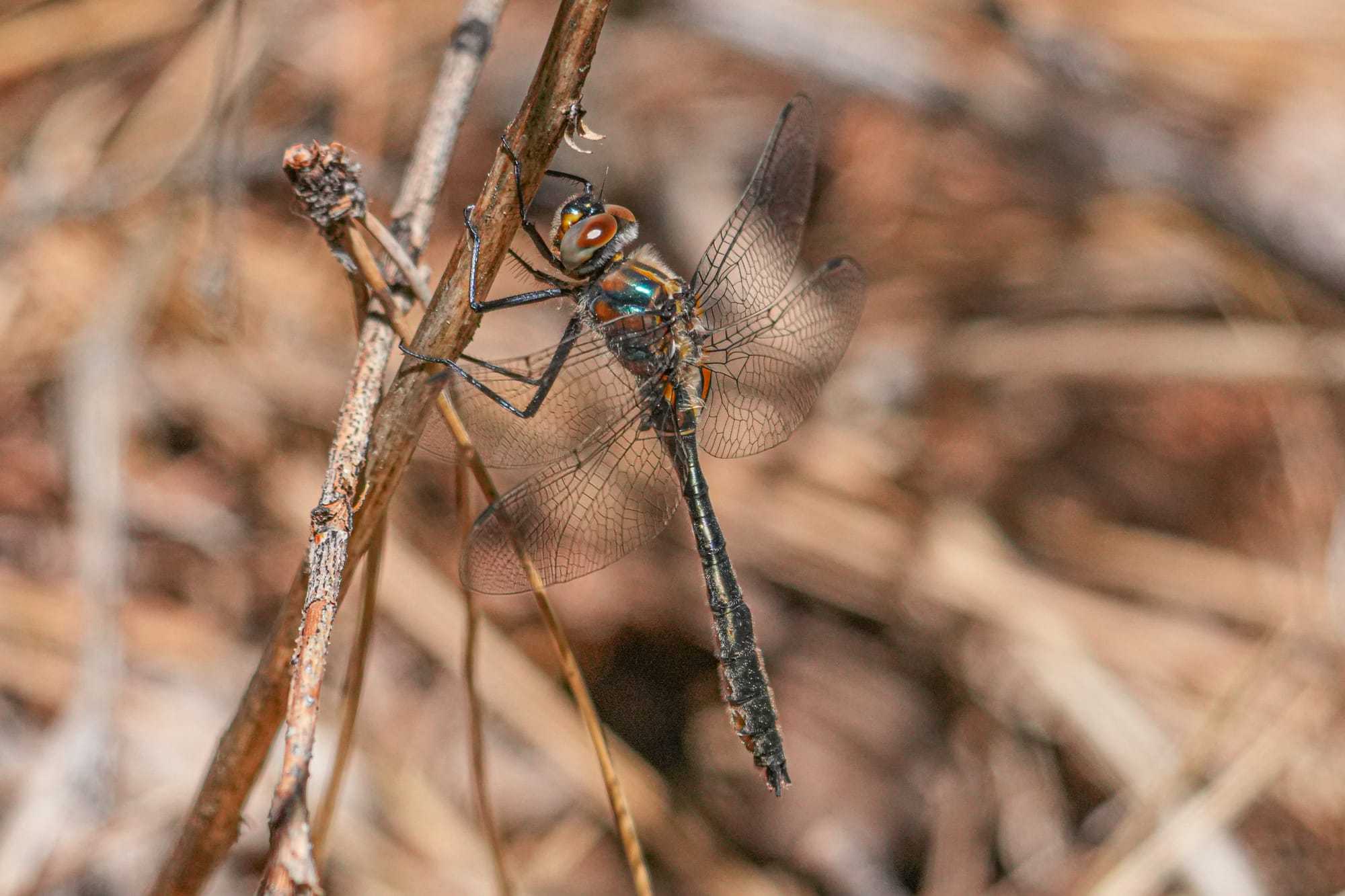 dragonfly