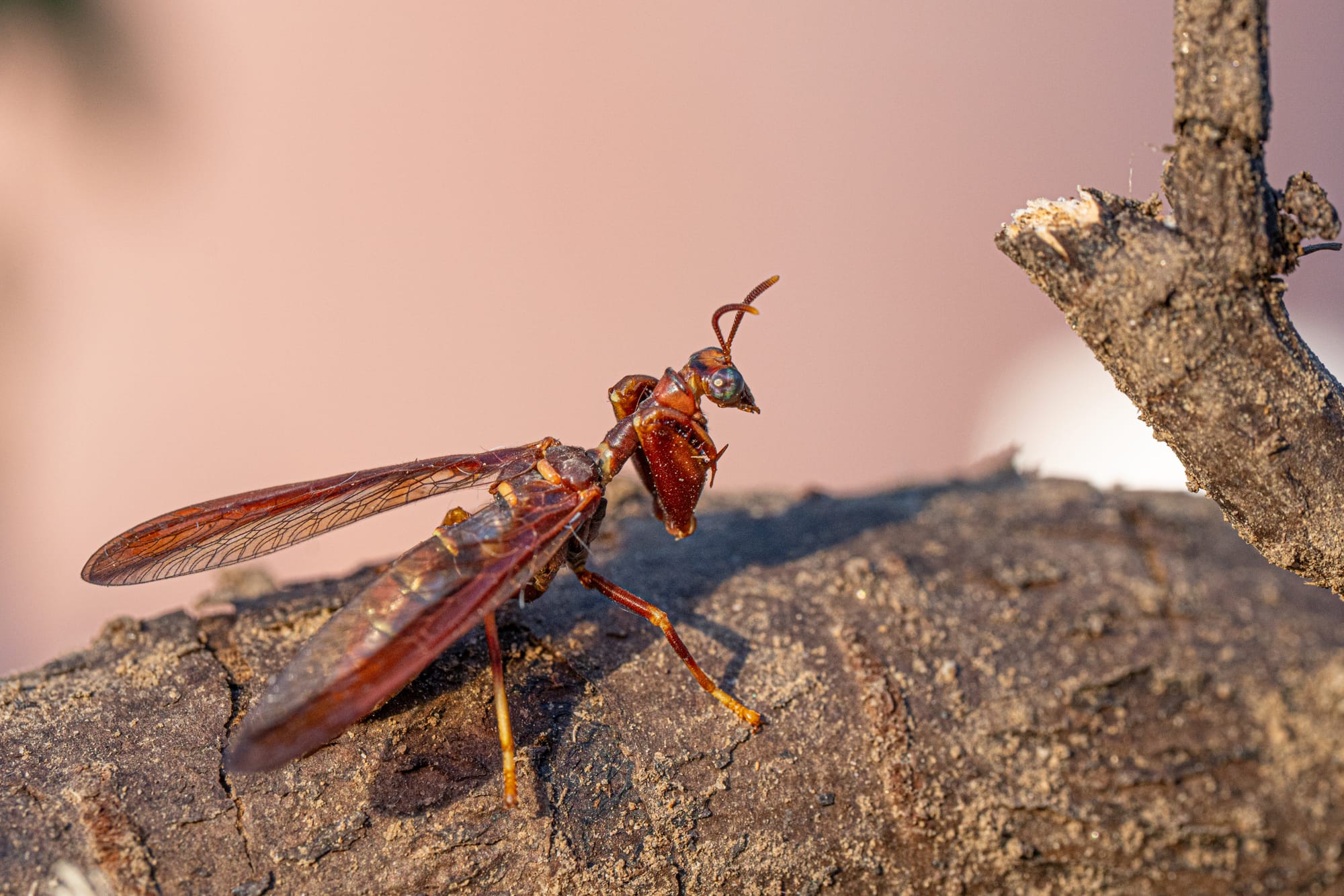 western brown mantidfly