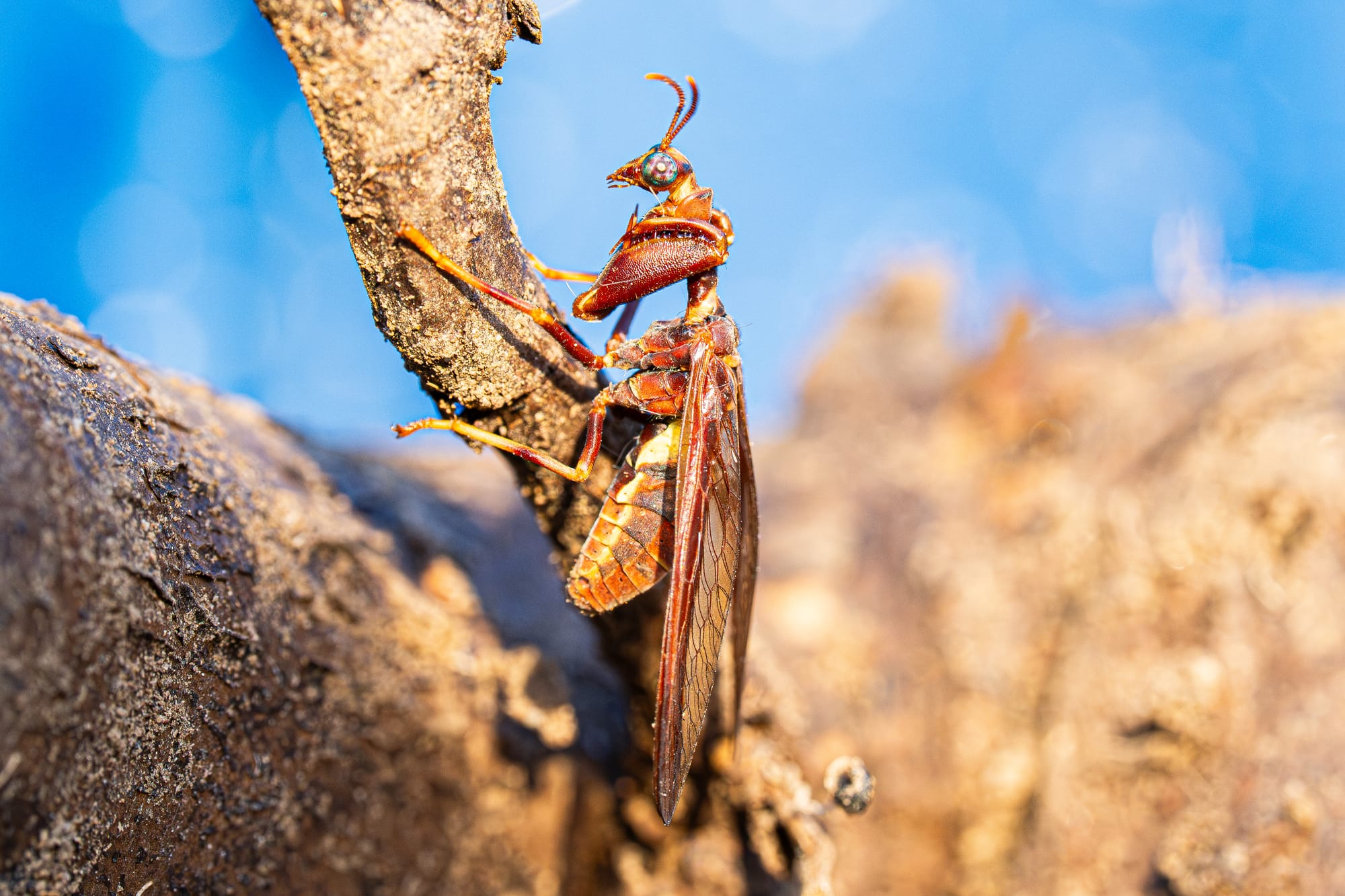 western brown mantidfly