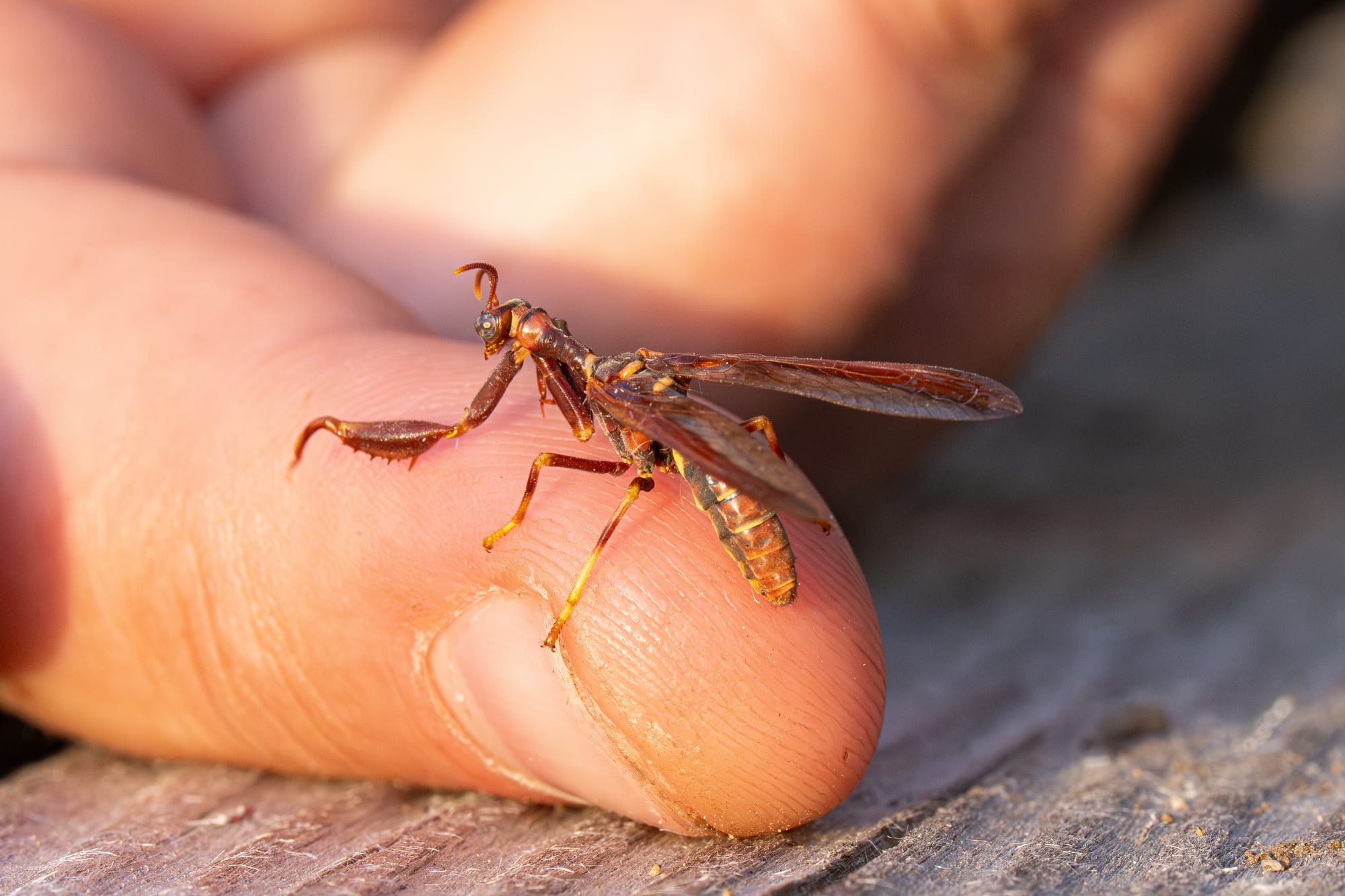 western brown mantidfly