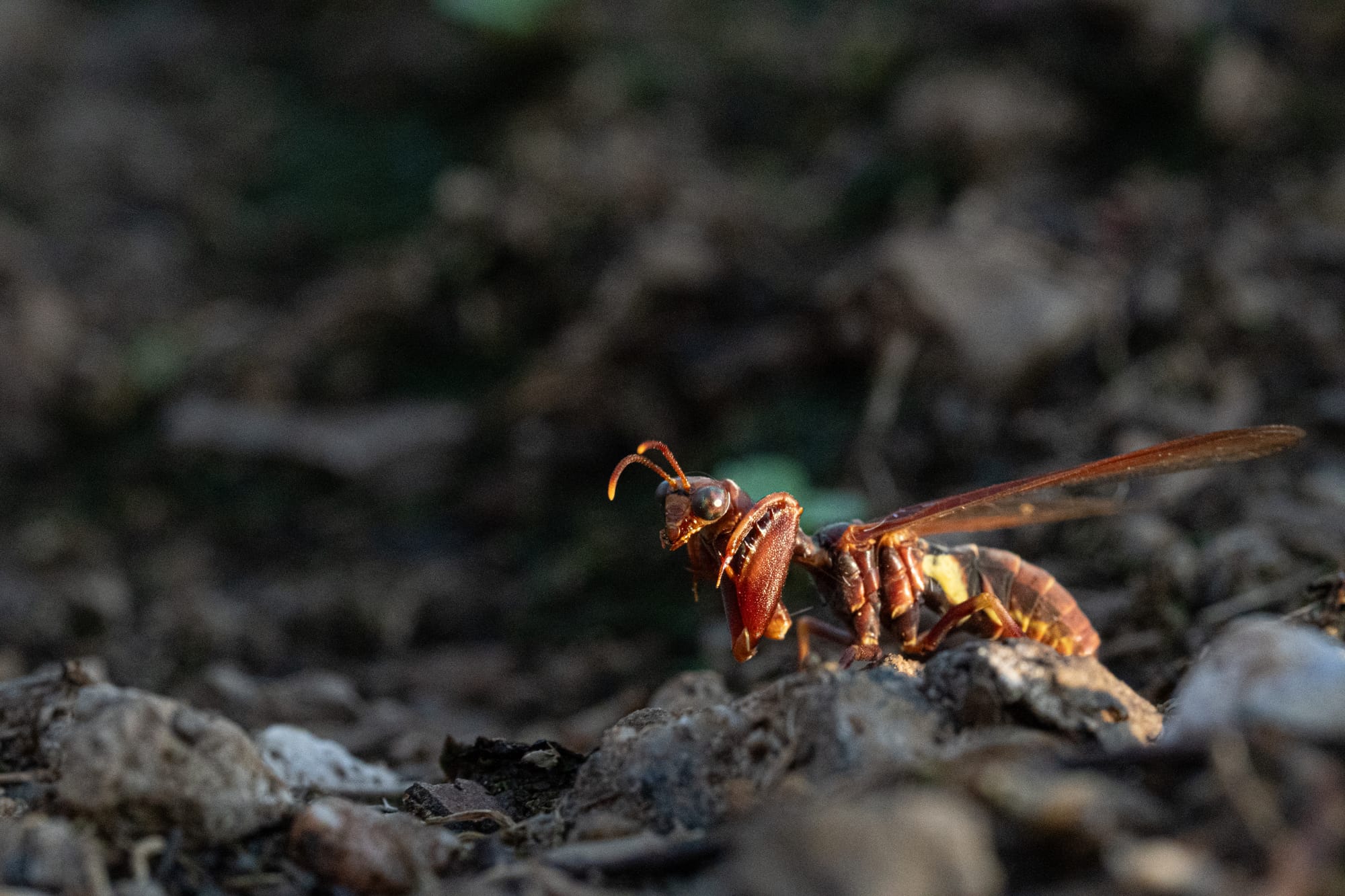 western brown mantidfly