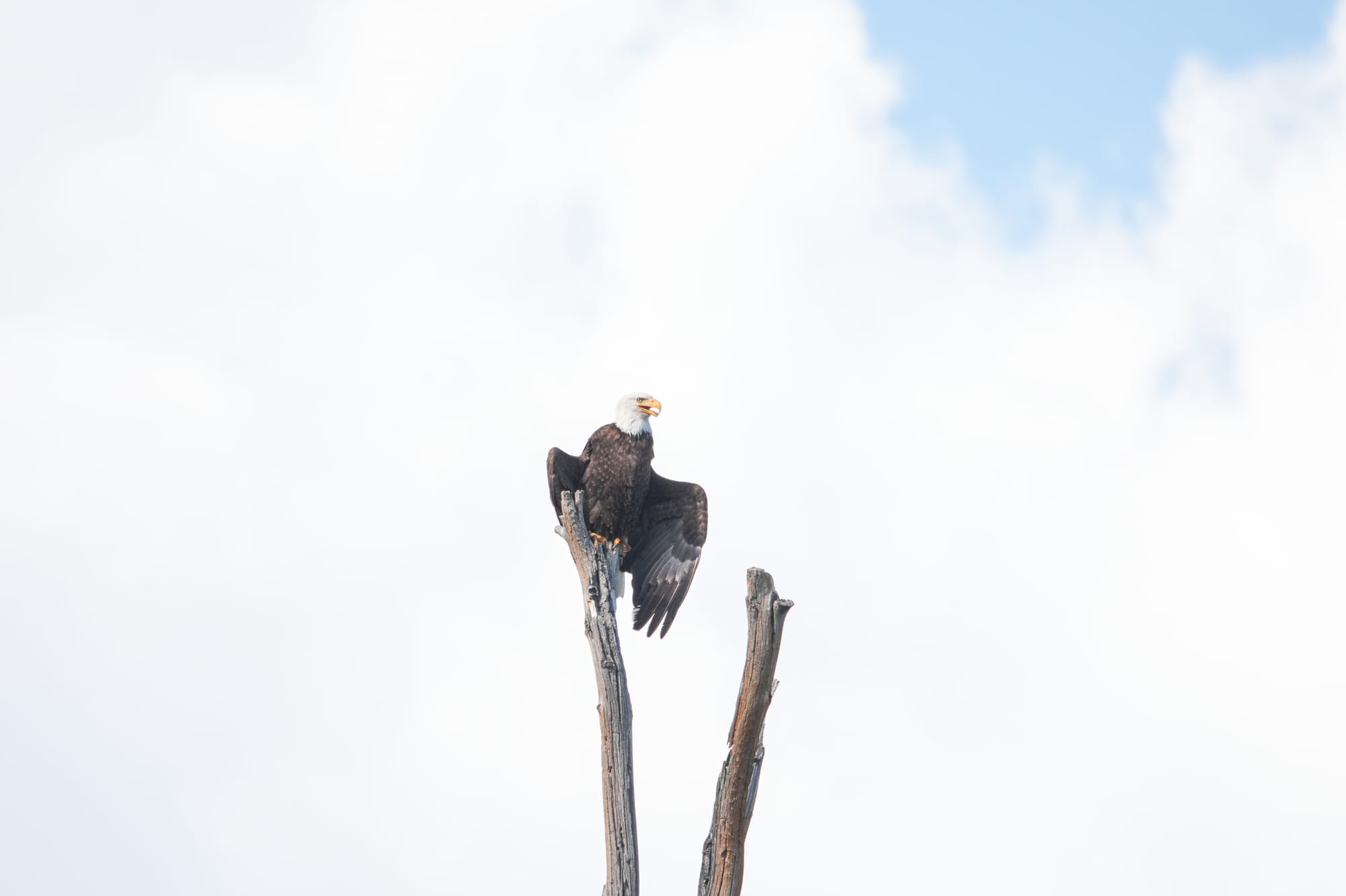 bald eagle