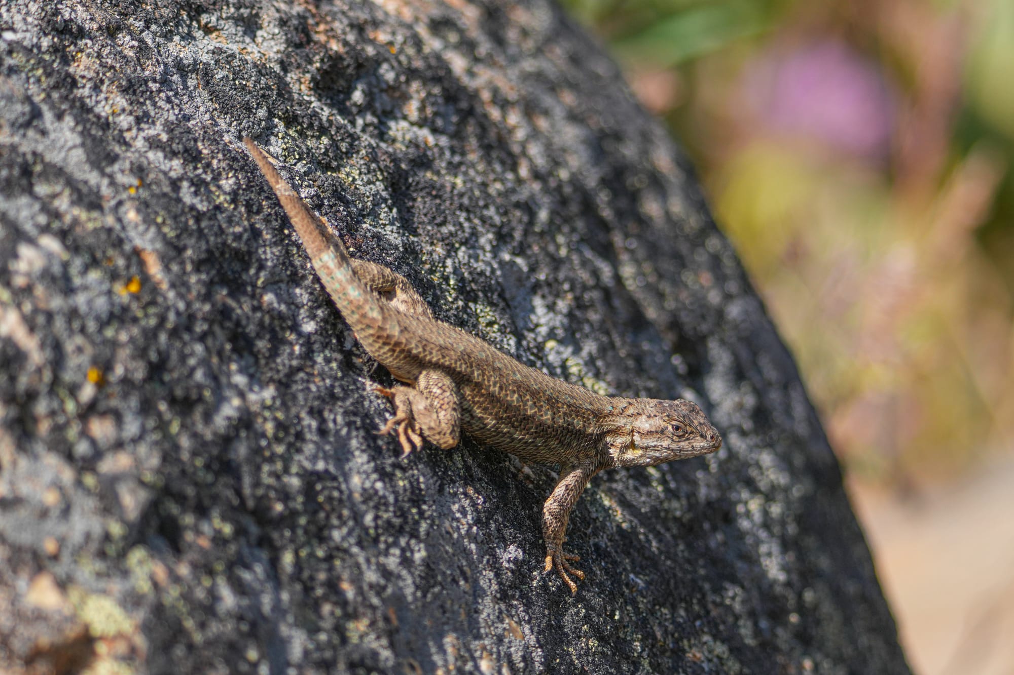 male fence lizard