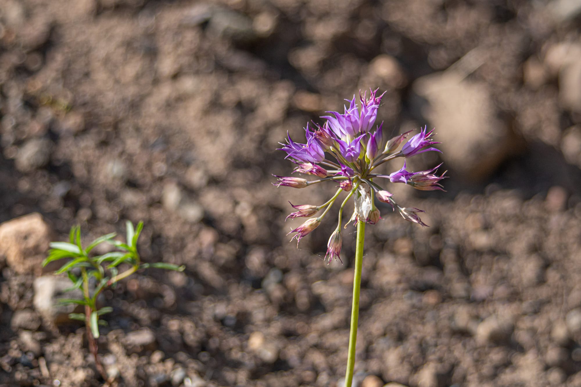 wild onion