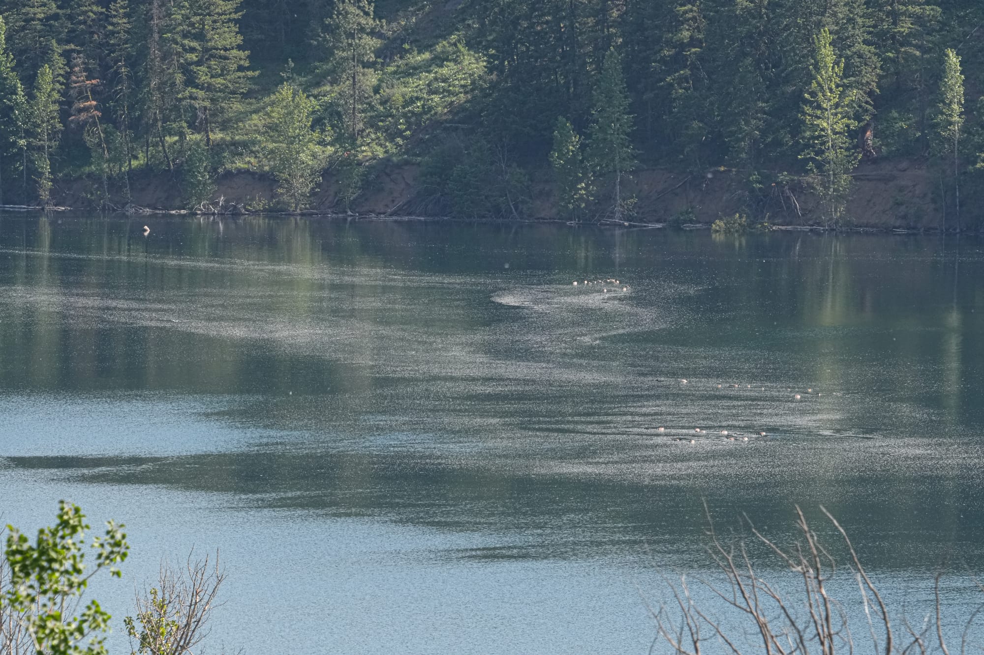 cottonwood seeds on lake surface