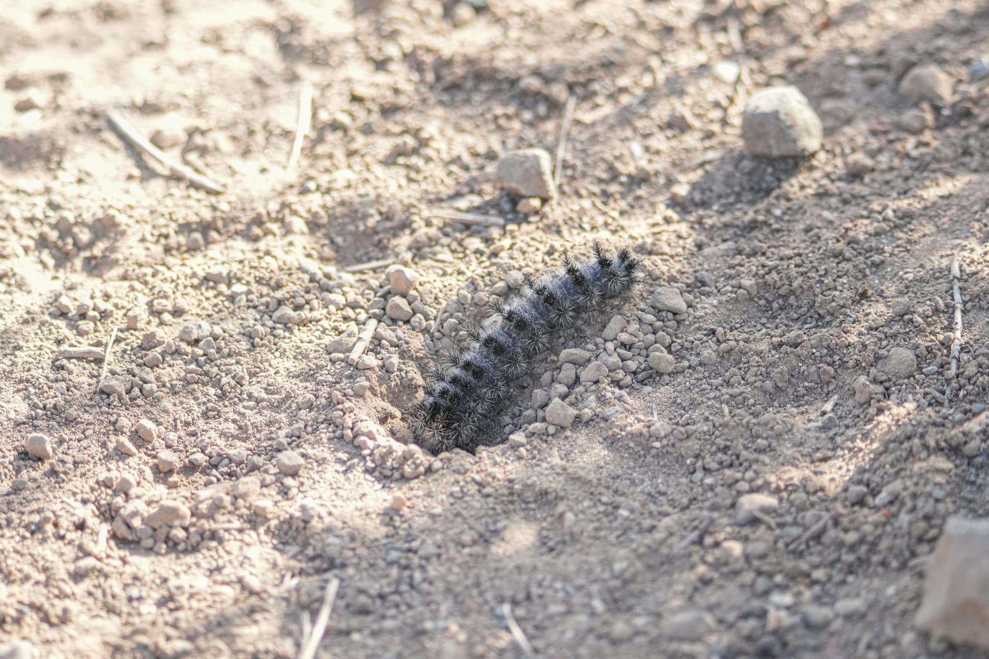 caterpillar on ground