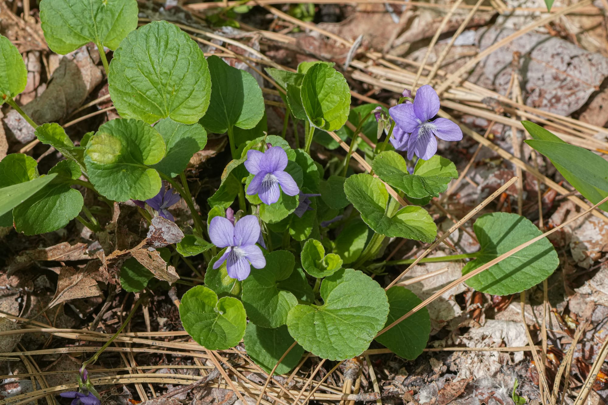 violet flowers