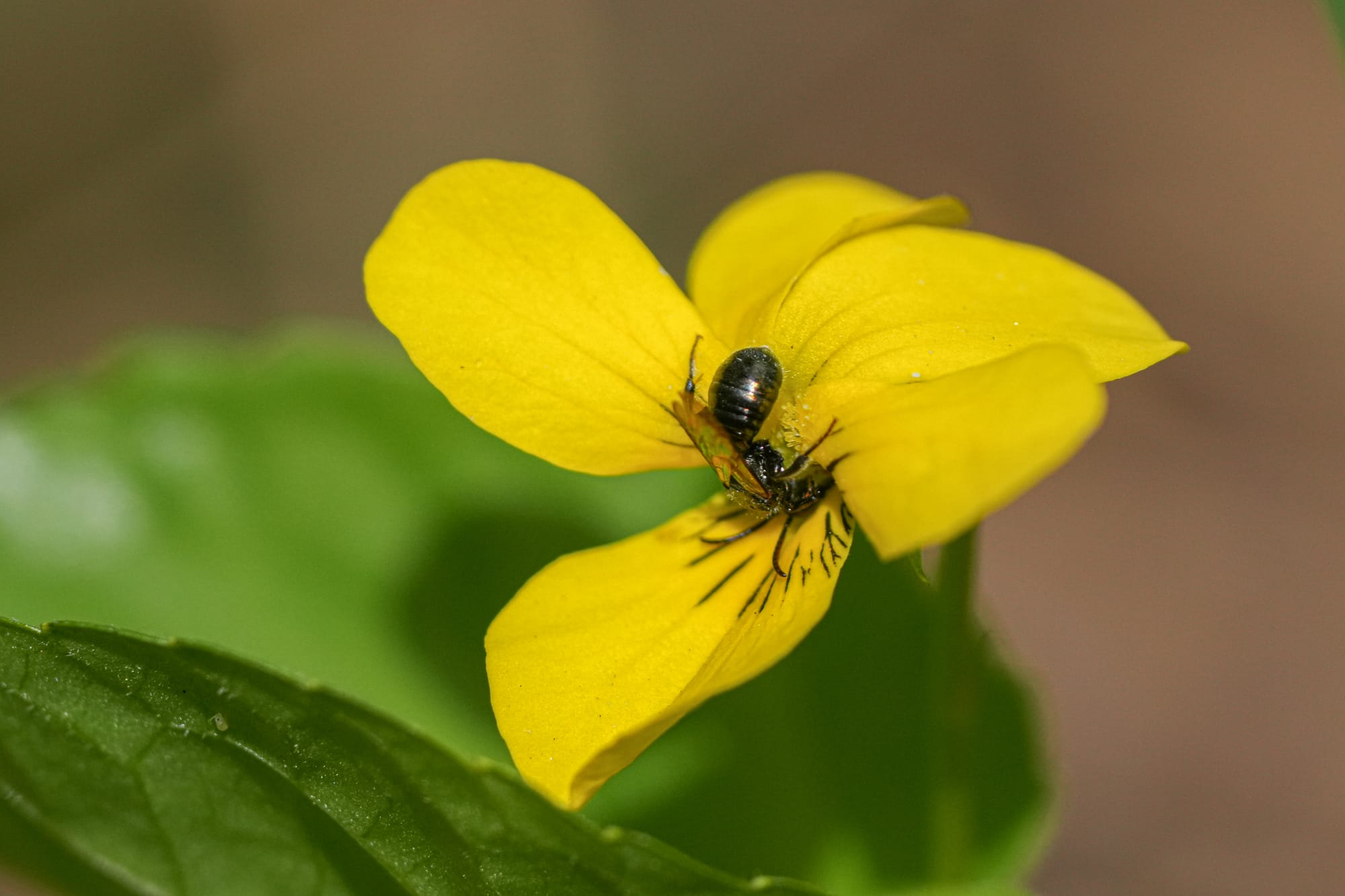 bee on violet flower