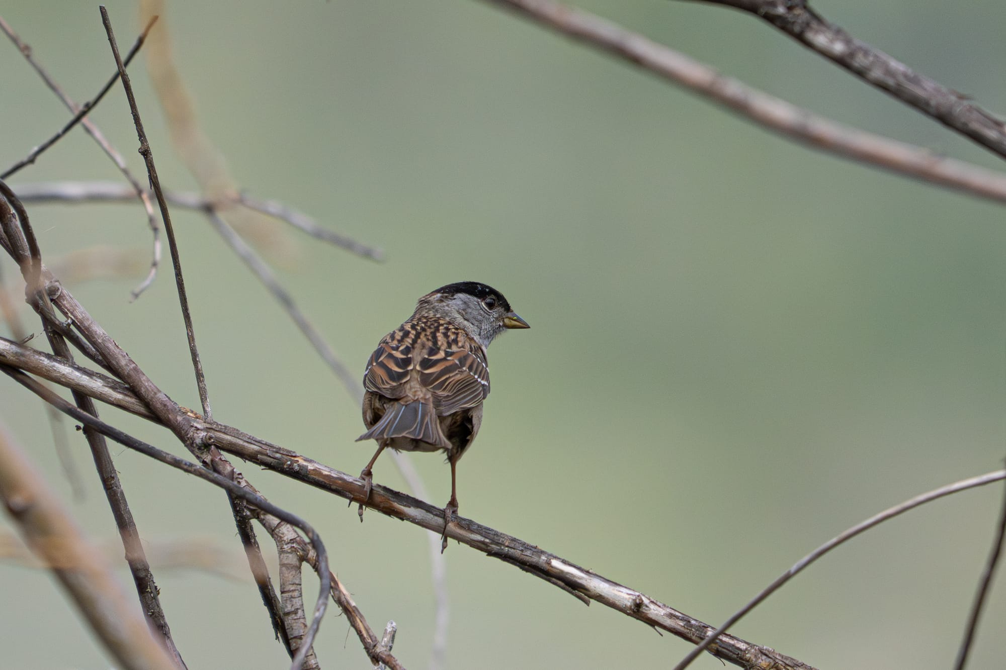 golden-crowned sparrow