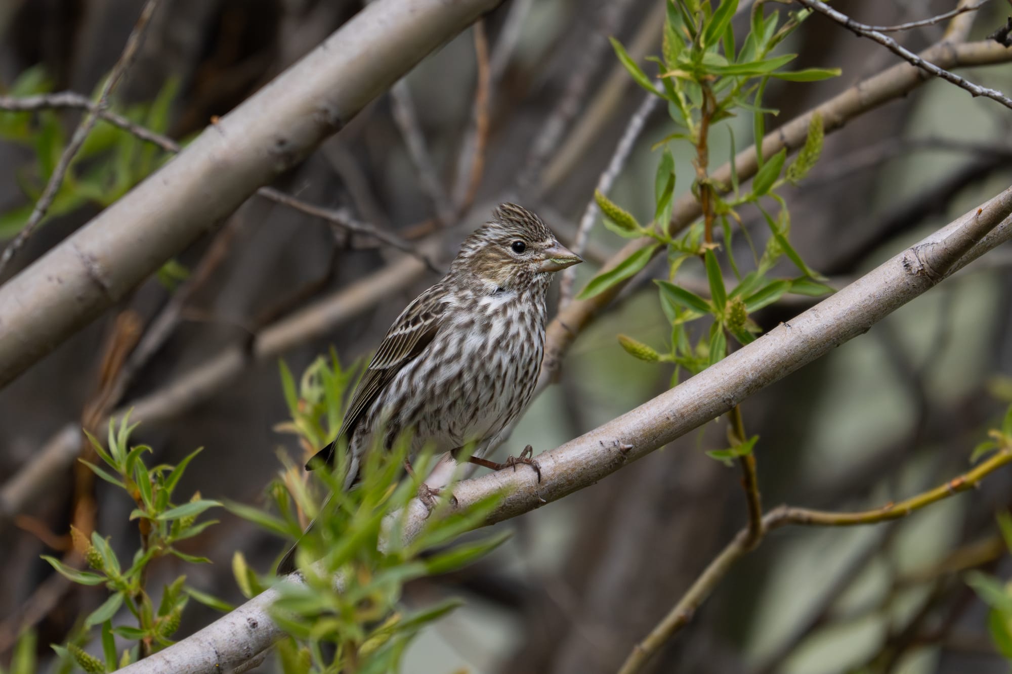 Cassin's finch