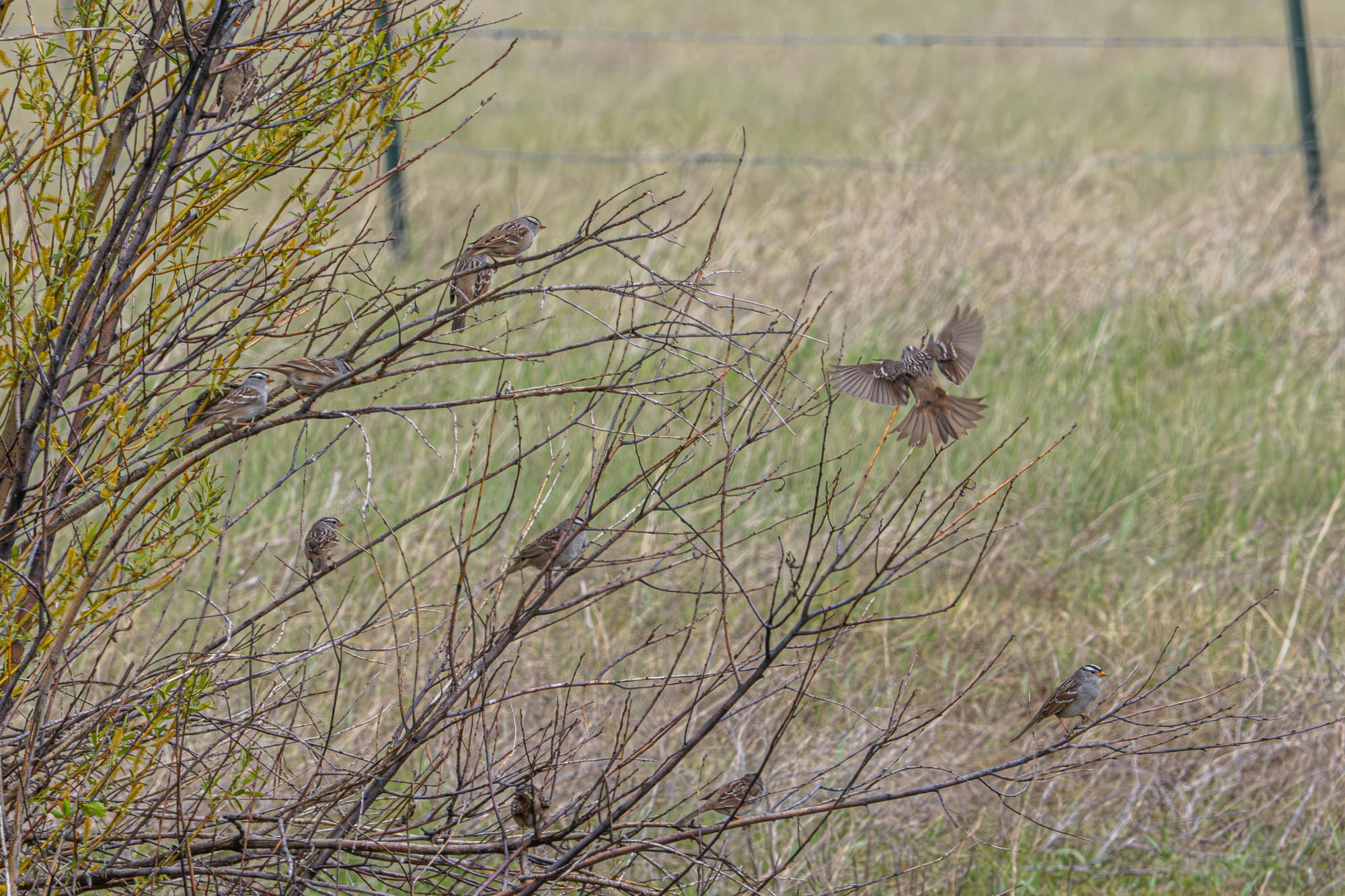 white-crowned sparrows