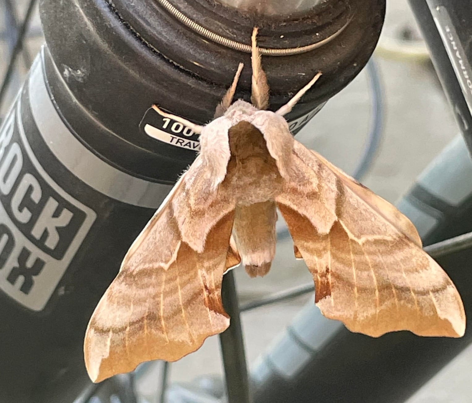 Western Eyed Sphinx