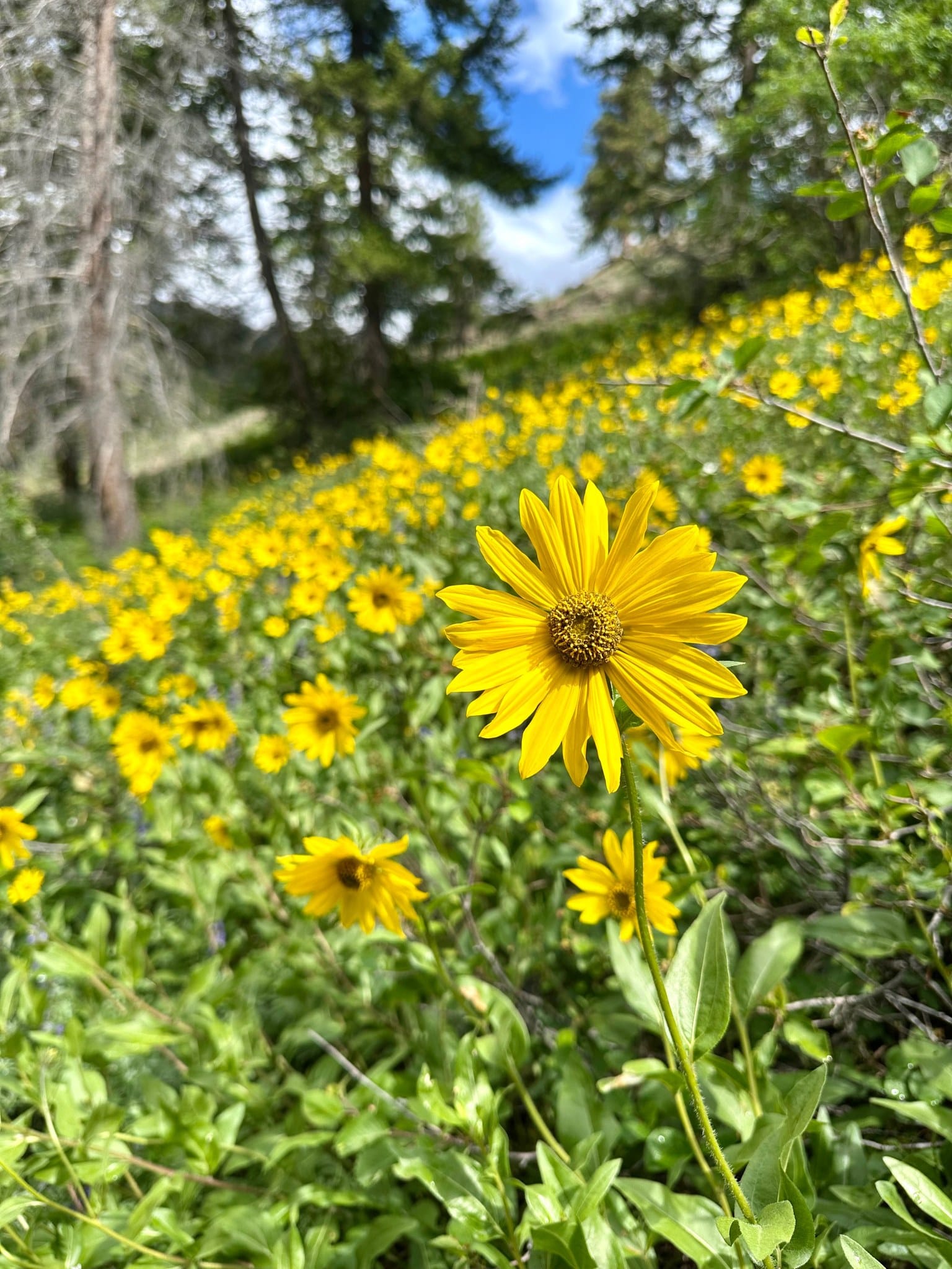 common sunflowers
