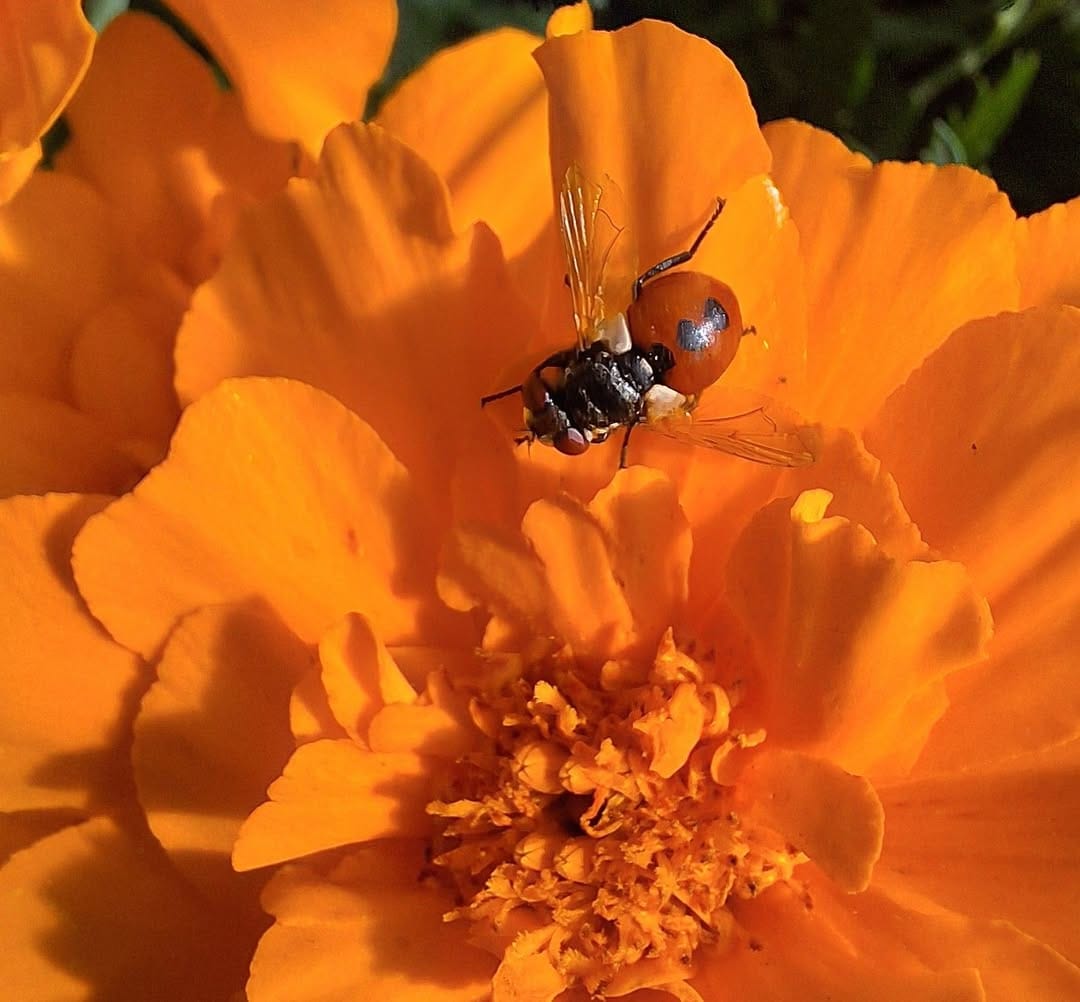 ladybird fly