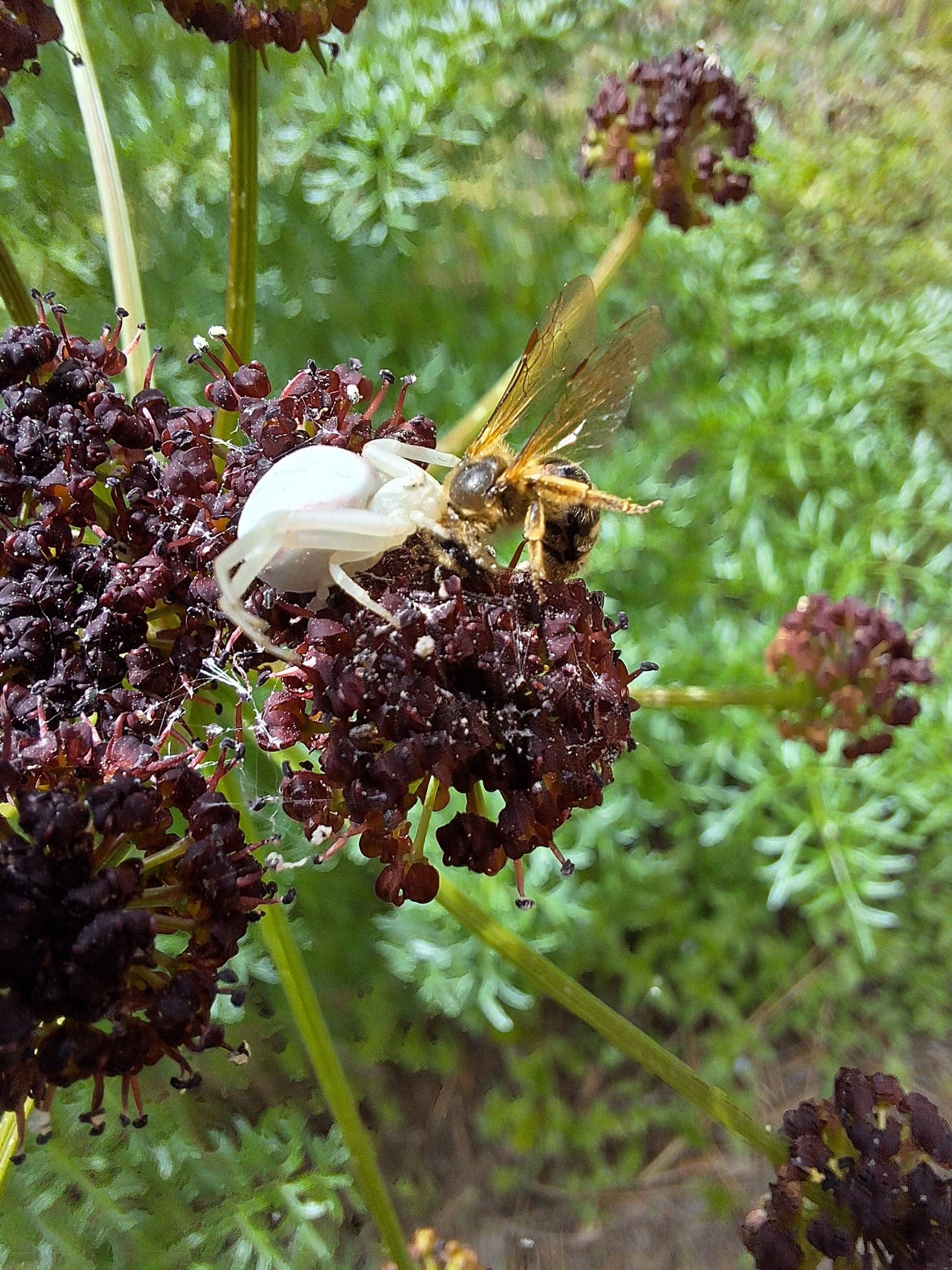 crab spider