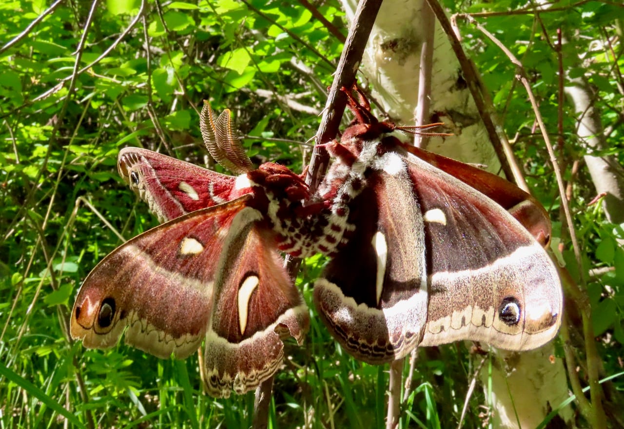 ceanothus silk moths